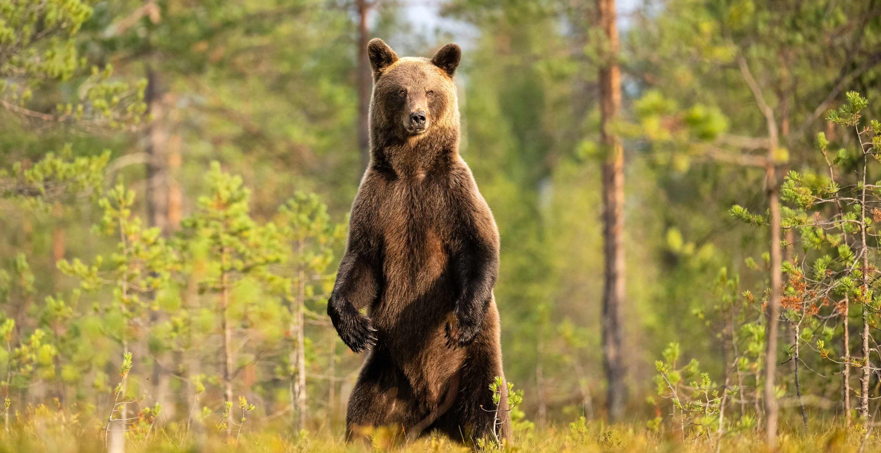 Woman Walking Her Dog Lucky To Be Alive After Being Attacked By Brown Bear