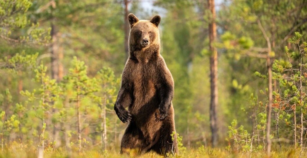 Woman Walking Her Dog Lucky To Be Alive After Being Attacked By Brown Bear