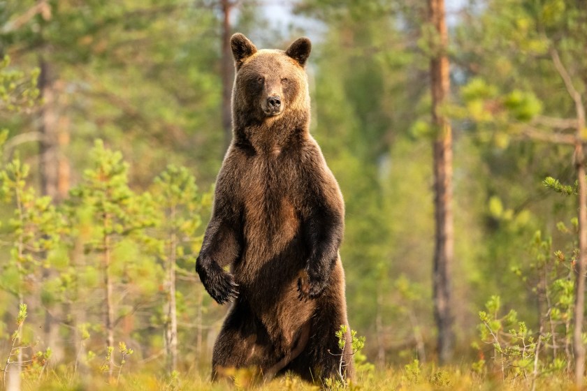 Woman Walking Her Dog Lucky To Be Alive After Being Attacked By Brown Bear