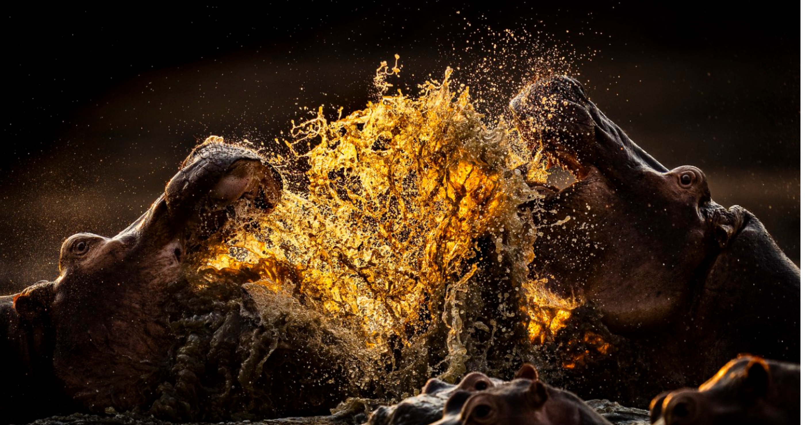 World Nature Photography Awards Hippos