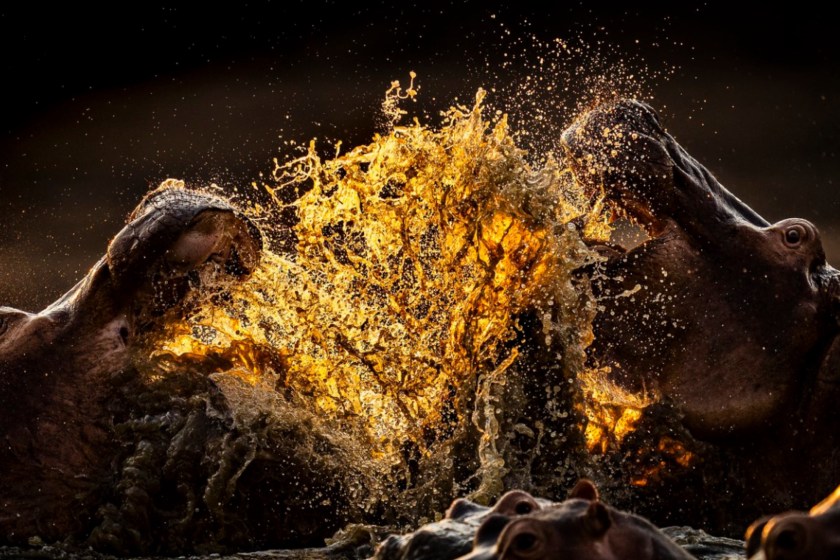 World Nature Photography Awards Hippos