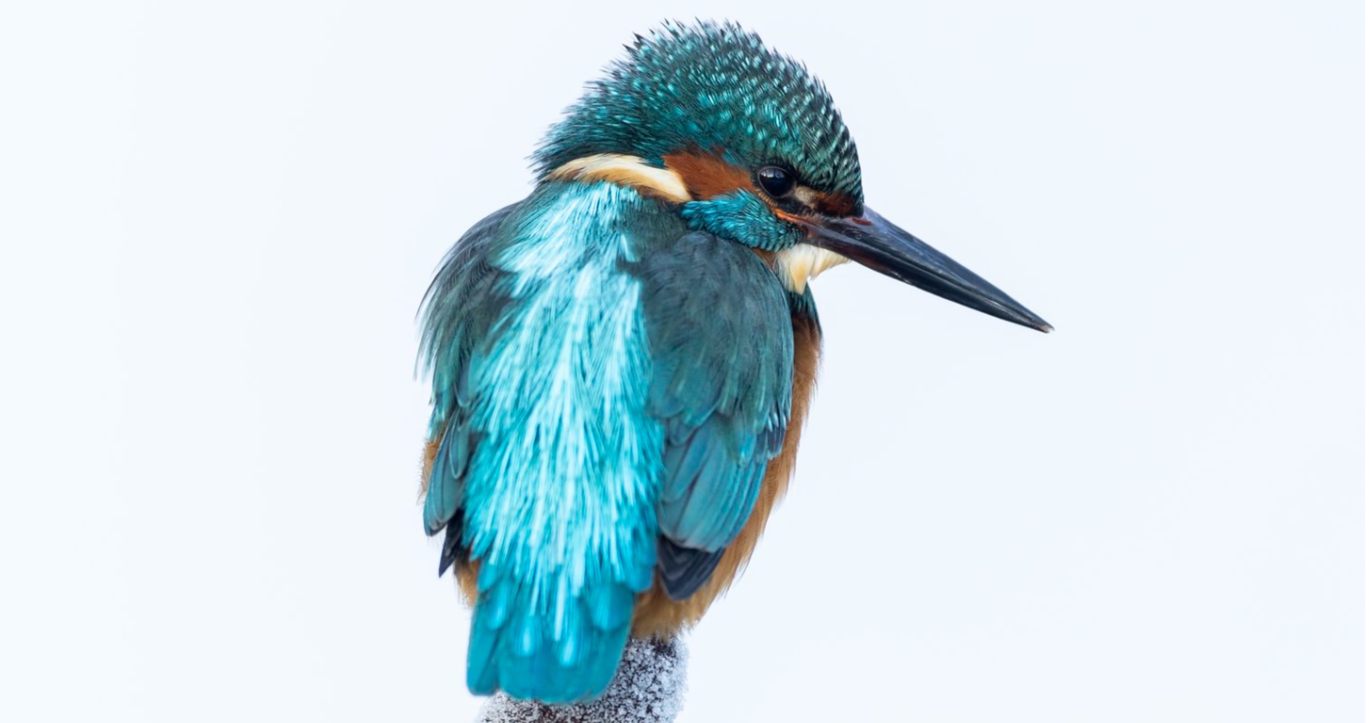 World Nature Photography Awards Silver Award
