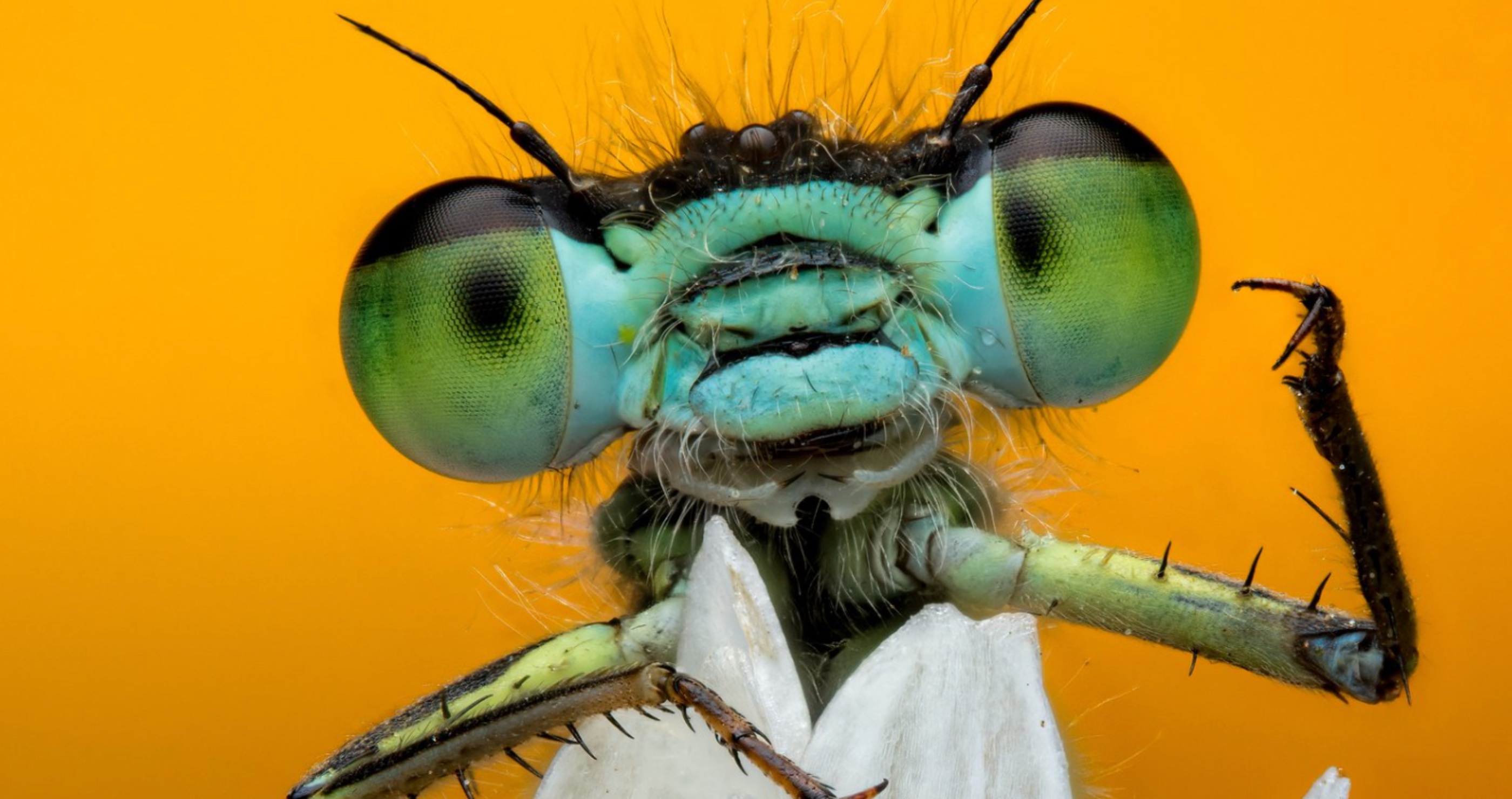 World Nature Photography Awards bug