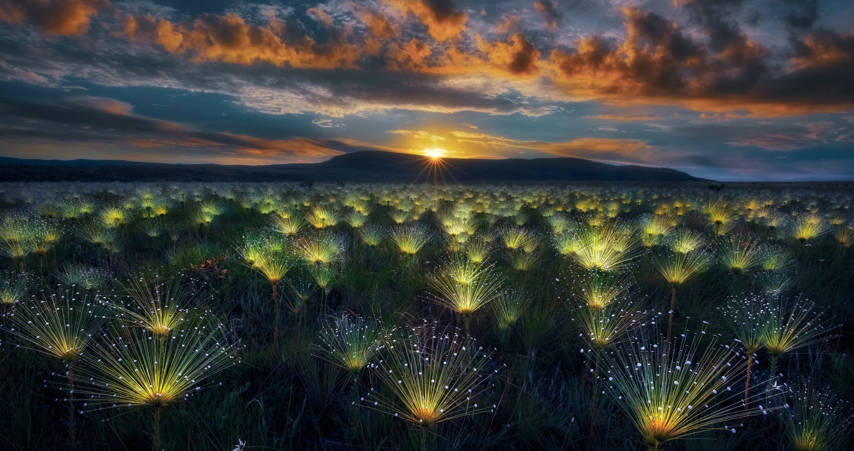World Nature Photography Awards plants