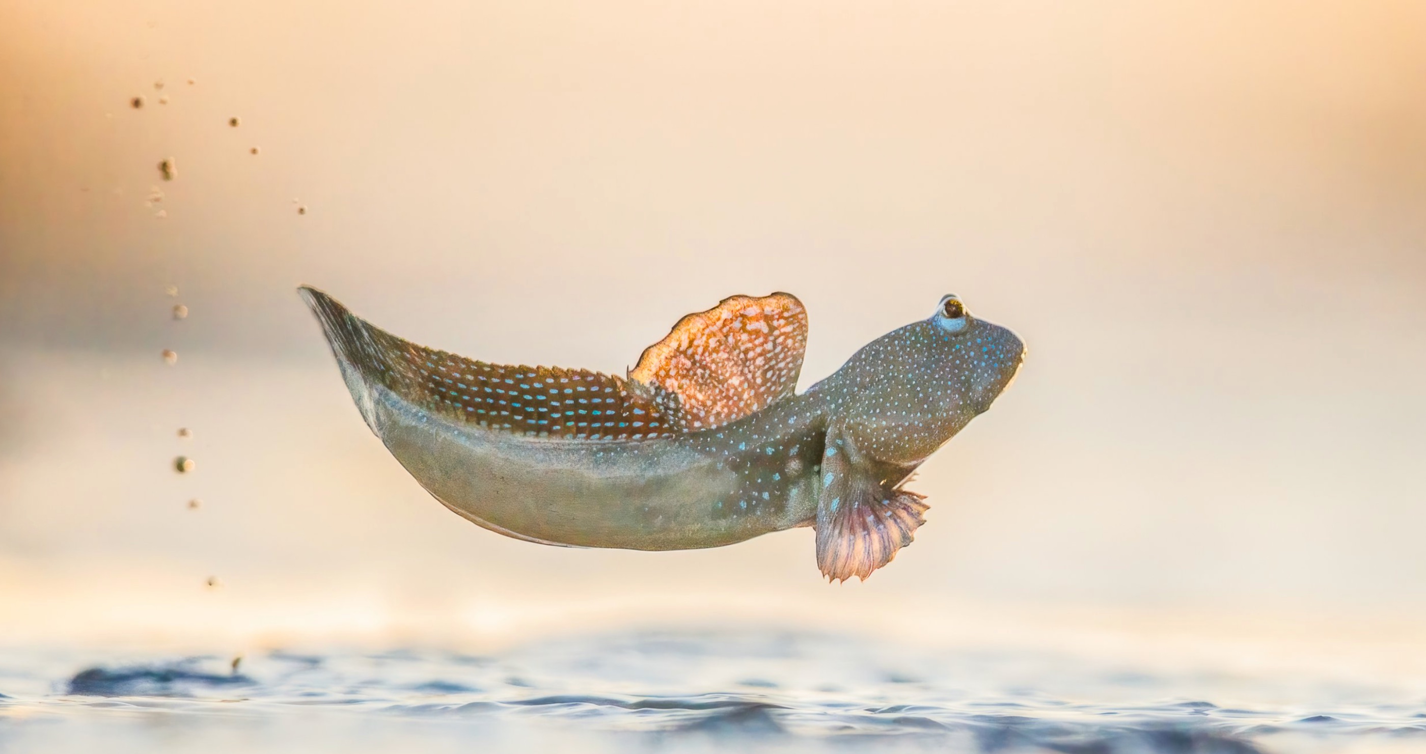 World Nature Photography Awards