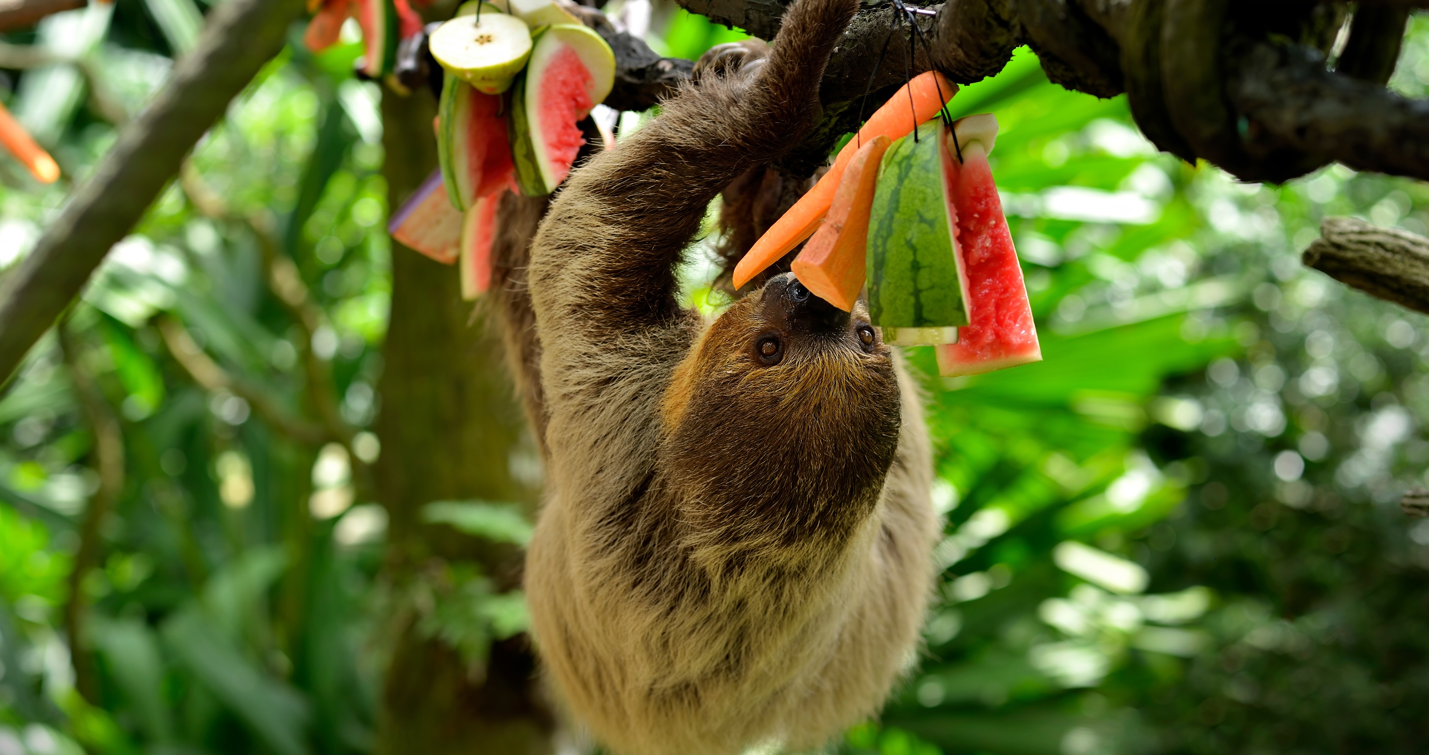 adorable sloth eating