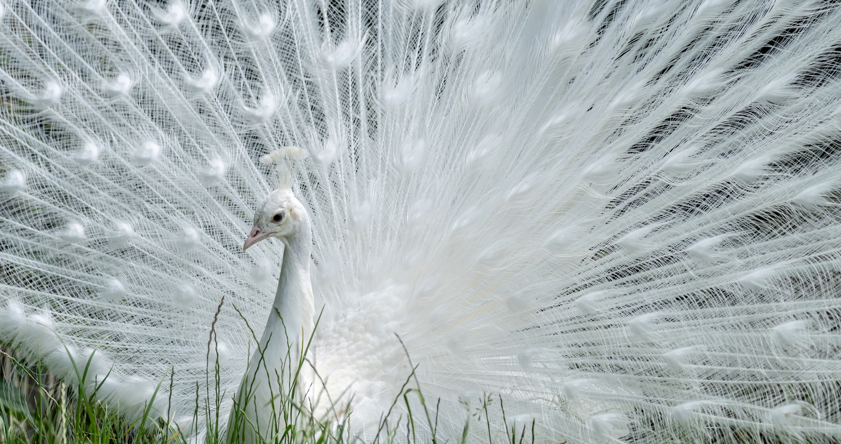 all white peacock