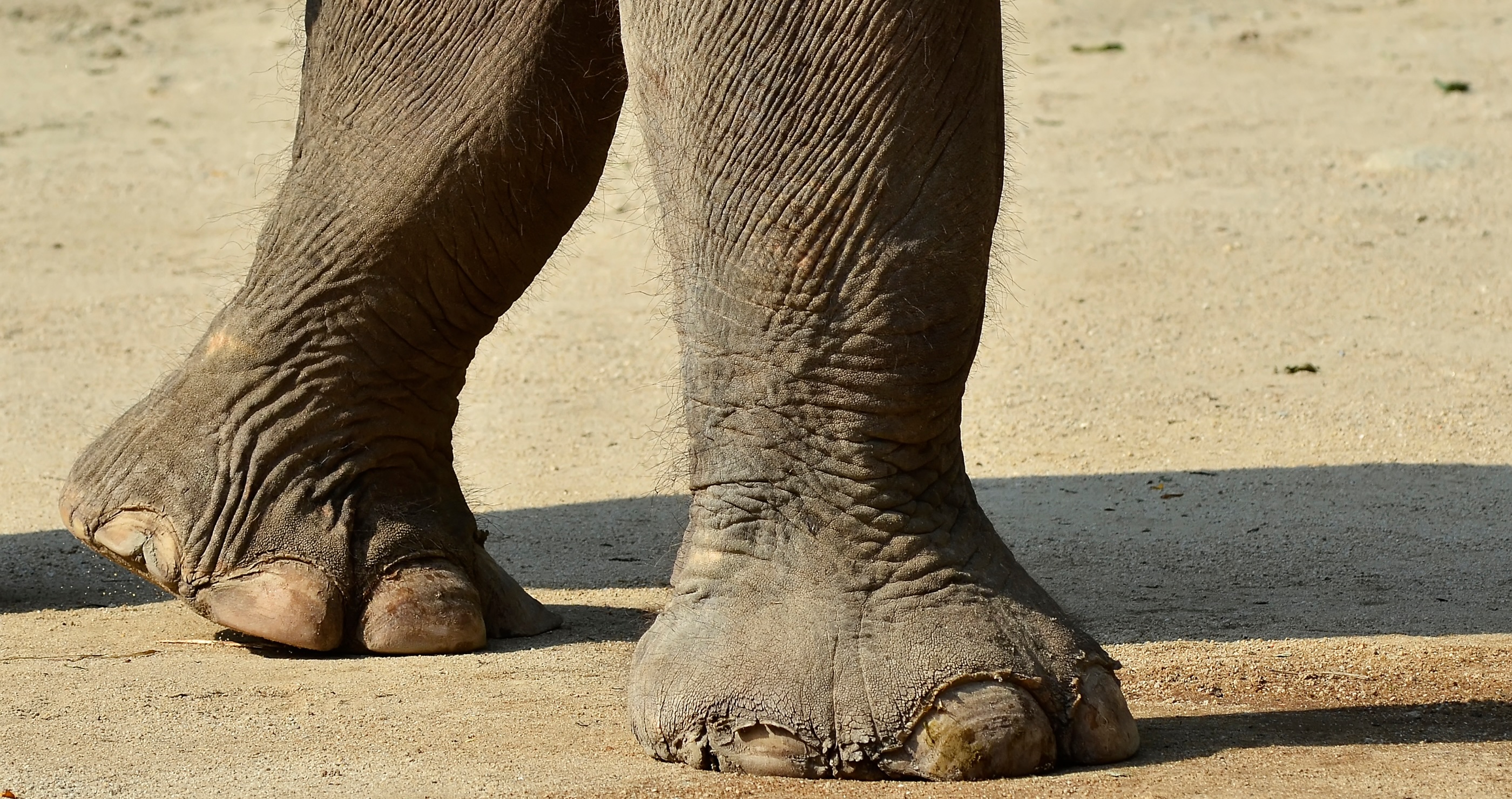 amazing facts about elephants elephants cannot jump