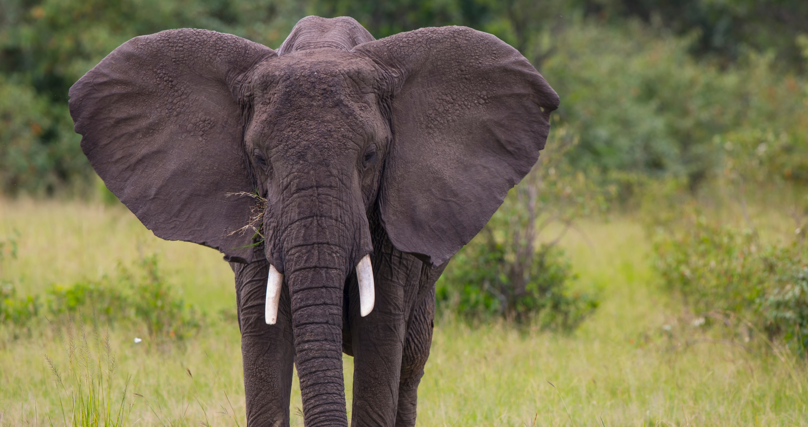 amazing facts about elephants their ears cool them down