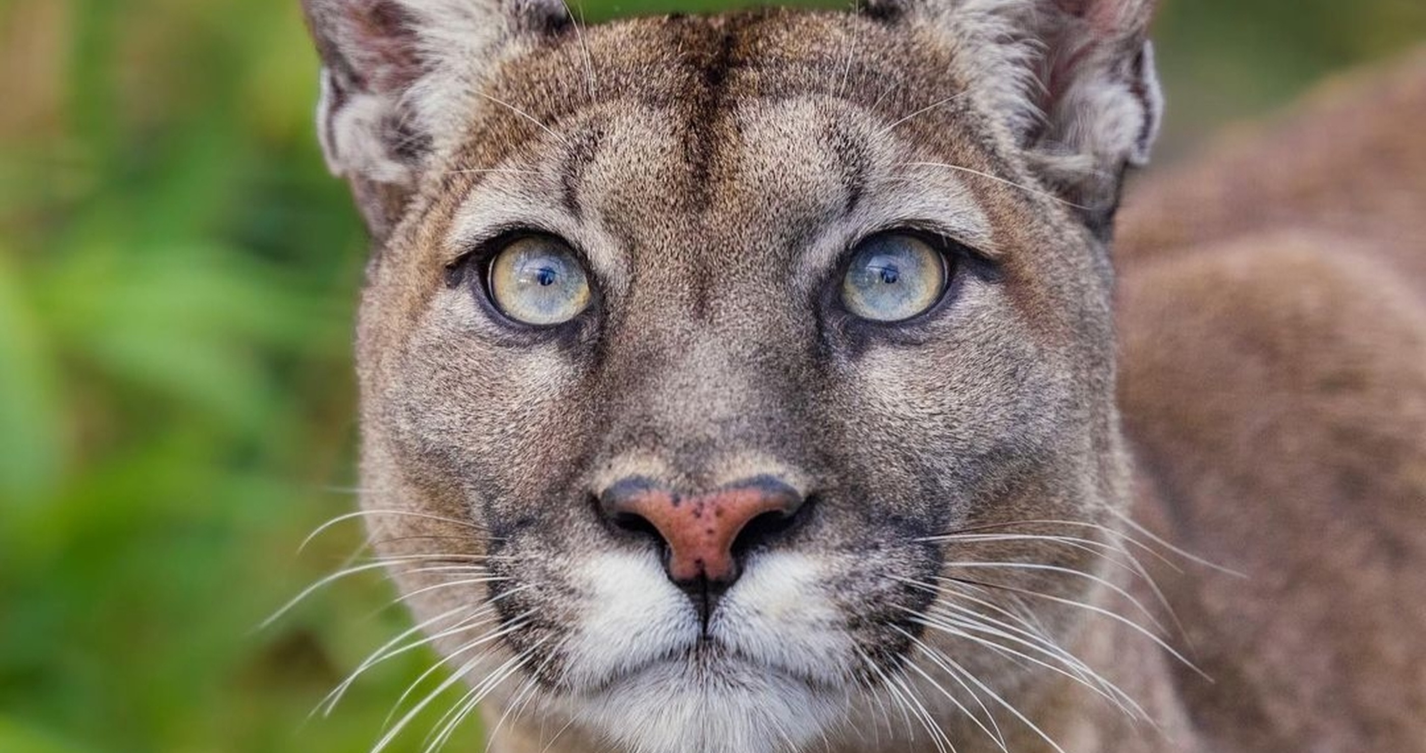 animals that beat the odds and made a comeback from extinction Florida panther