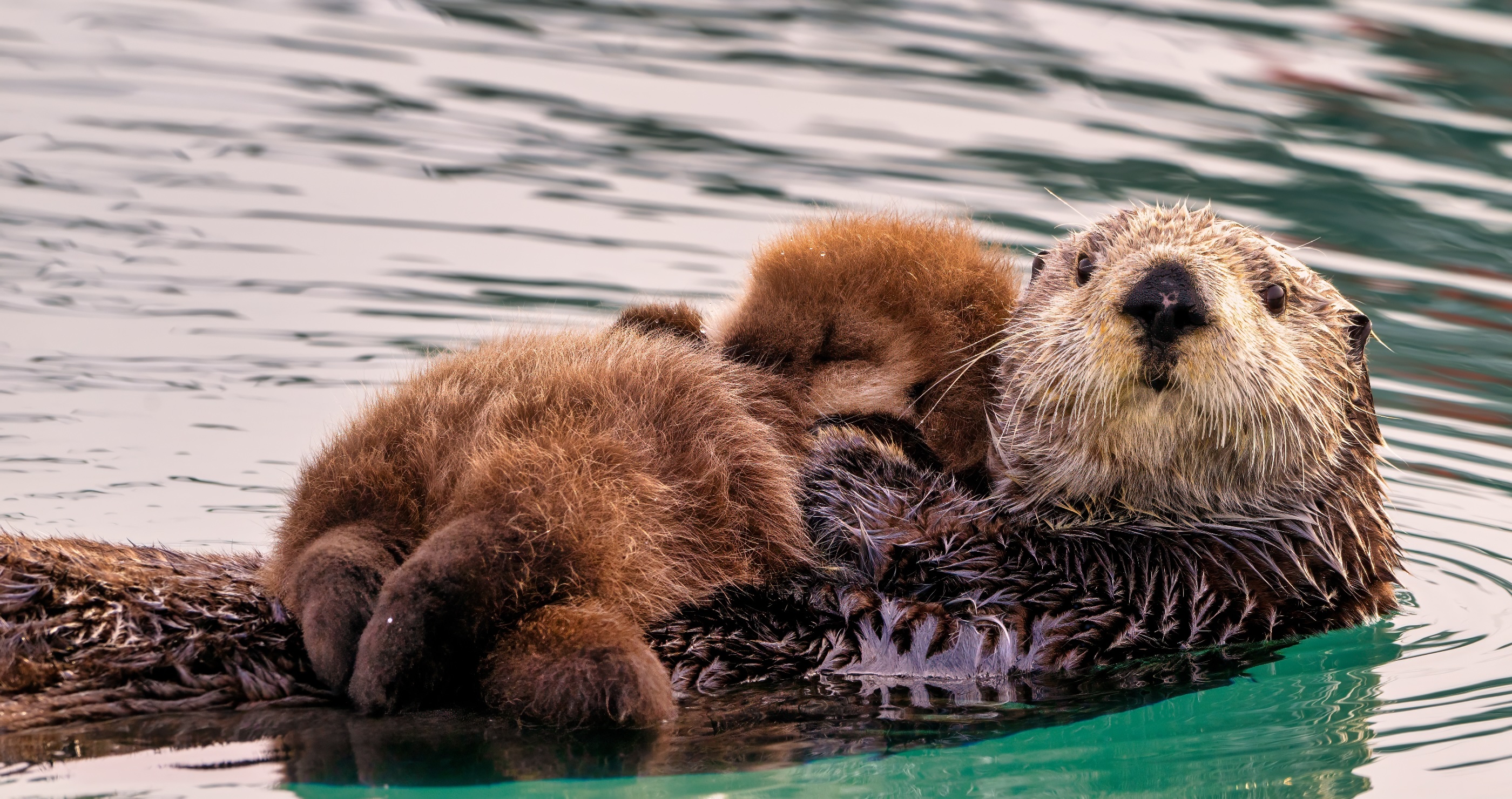  animals that made a comeback from extinction and beat the odds, sea otter