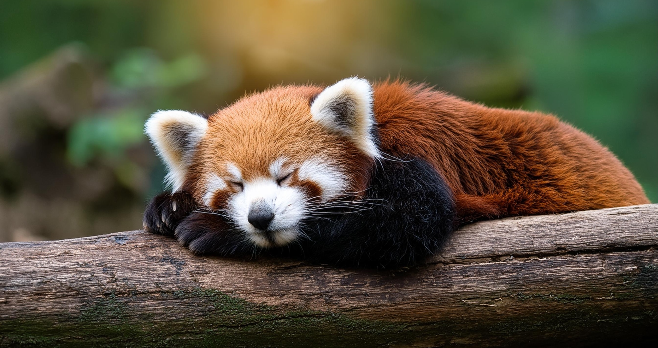 animals with hilariously misleading names red panda