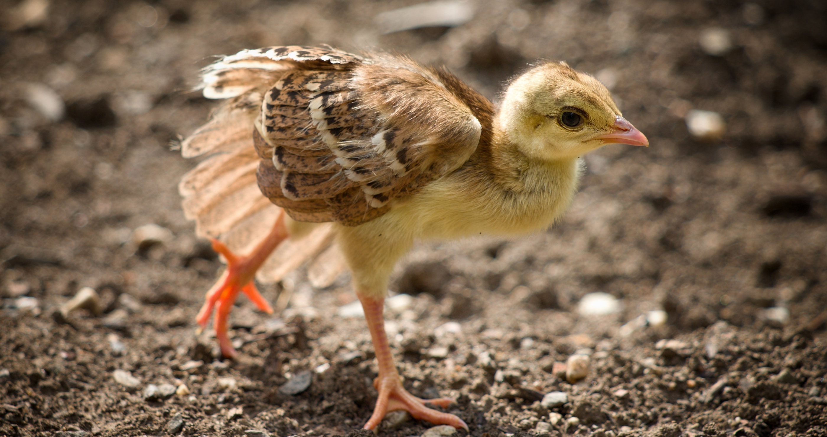 baby peacock