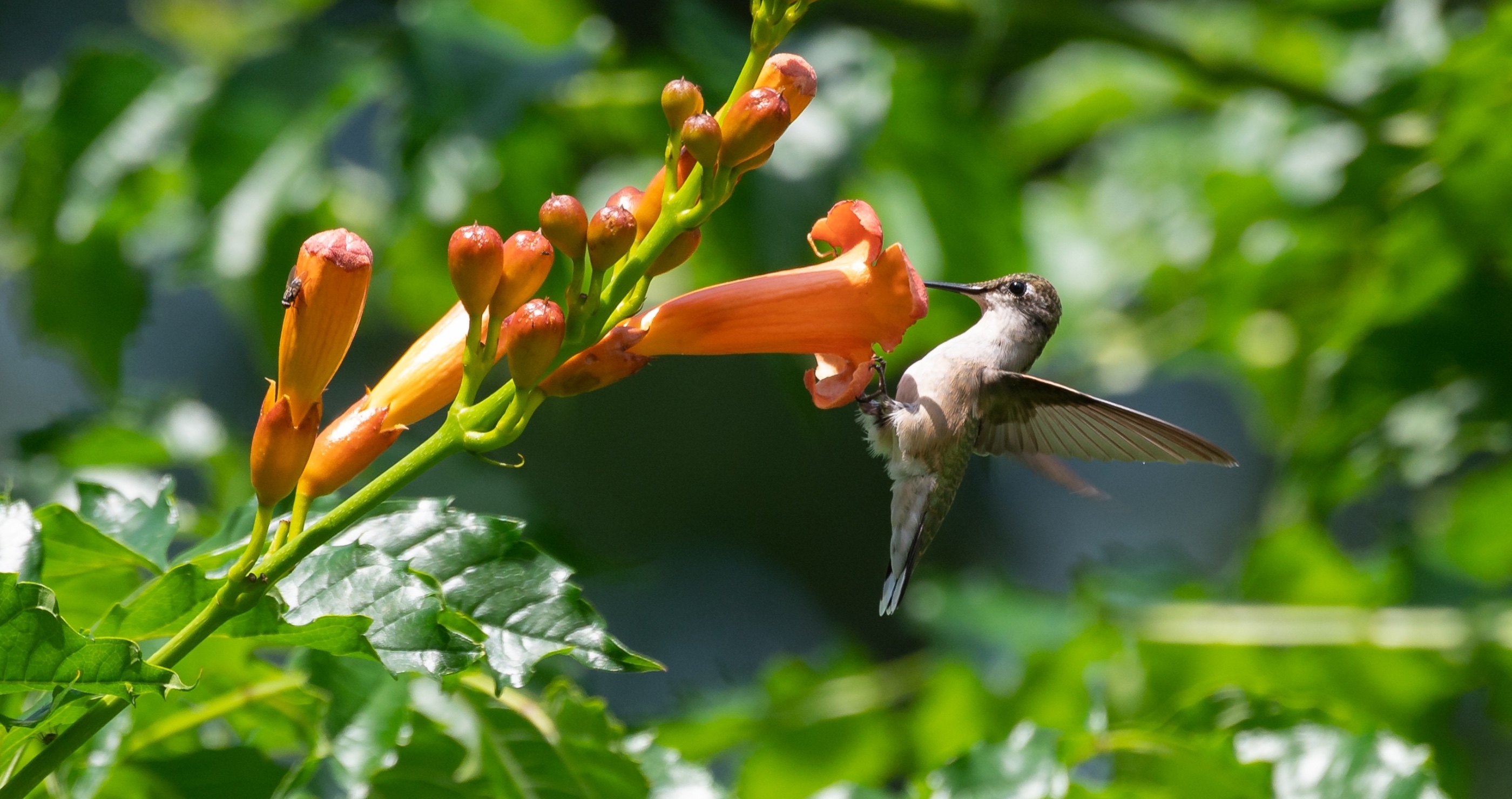 best plants to attract hummingbirds trumpet vine