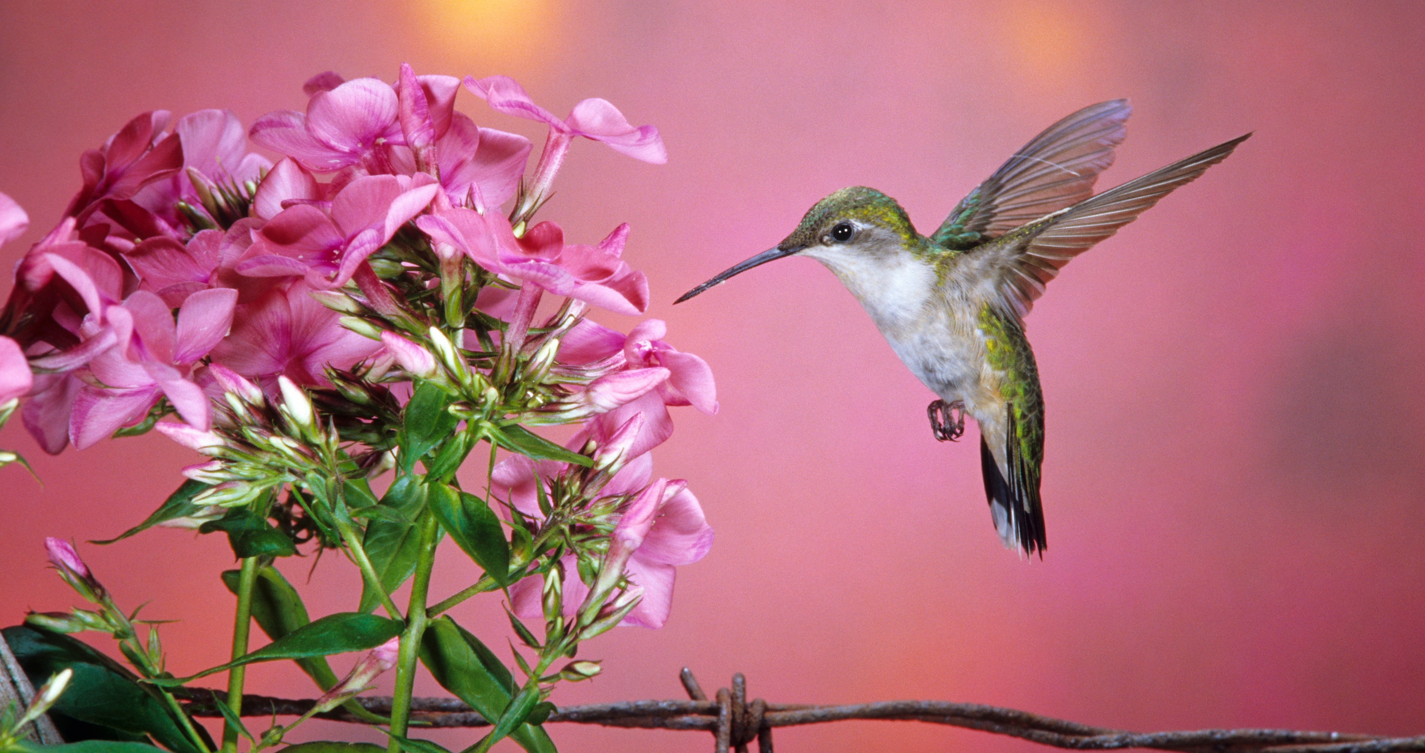 best plants to attract hummingbirds
