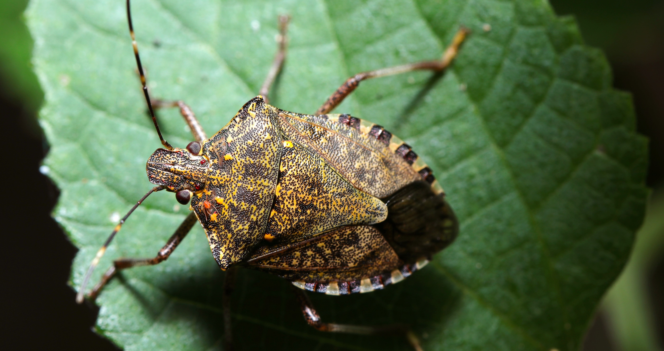 bugs you could eat to survive the wilderness