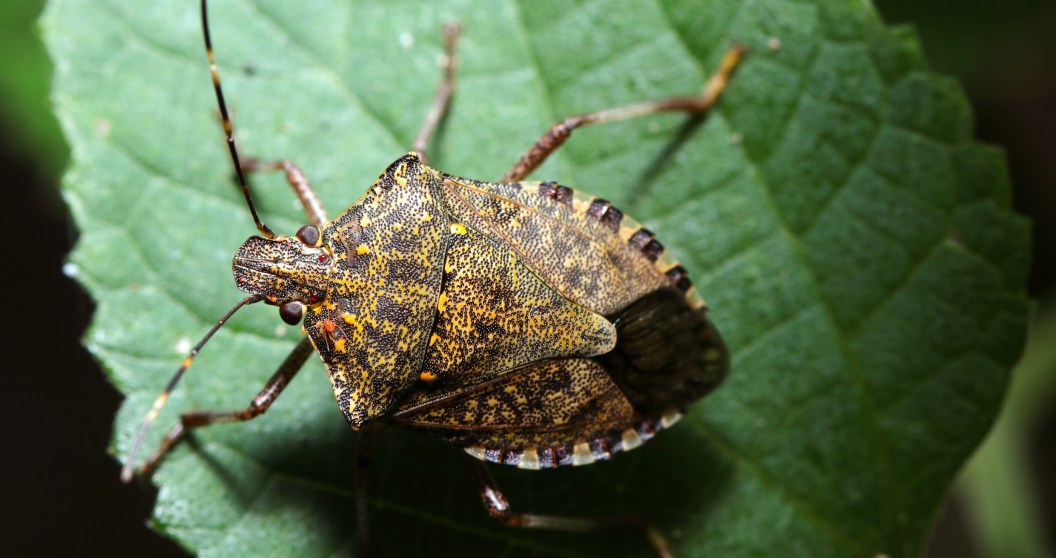 bugs you could eat to survive the wilderness