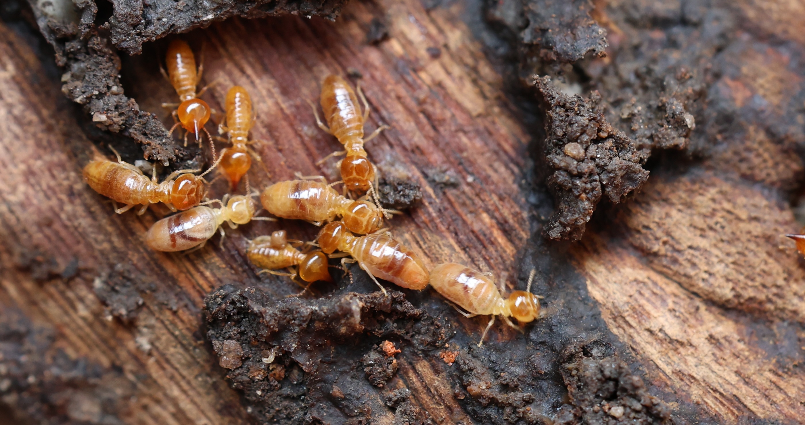 bugs you could eat to survive the wilderness