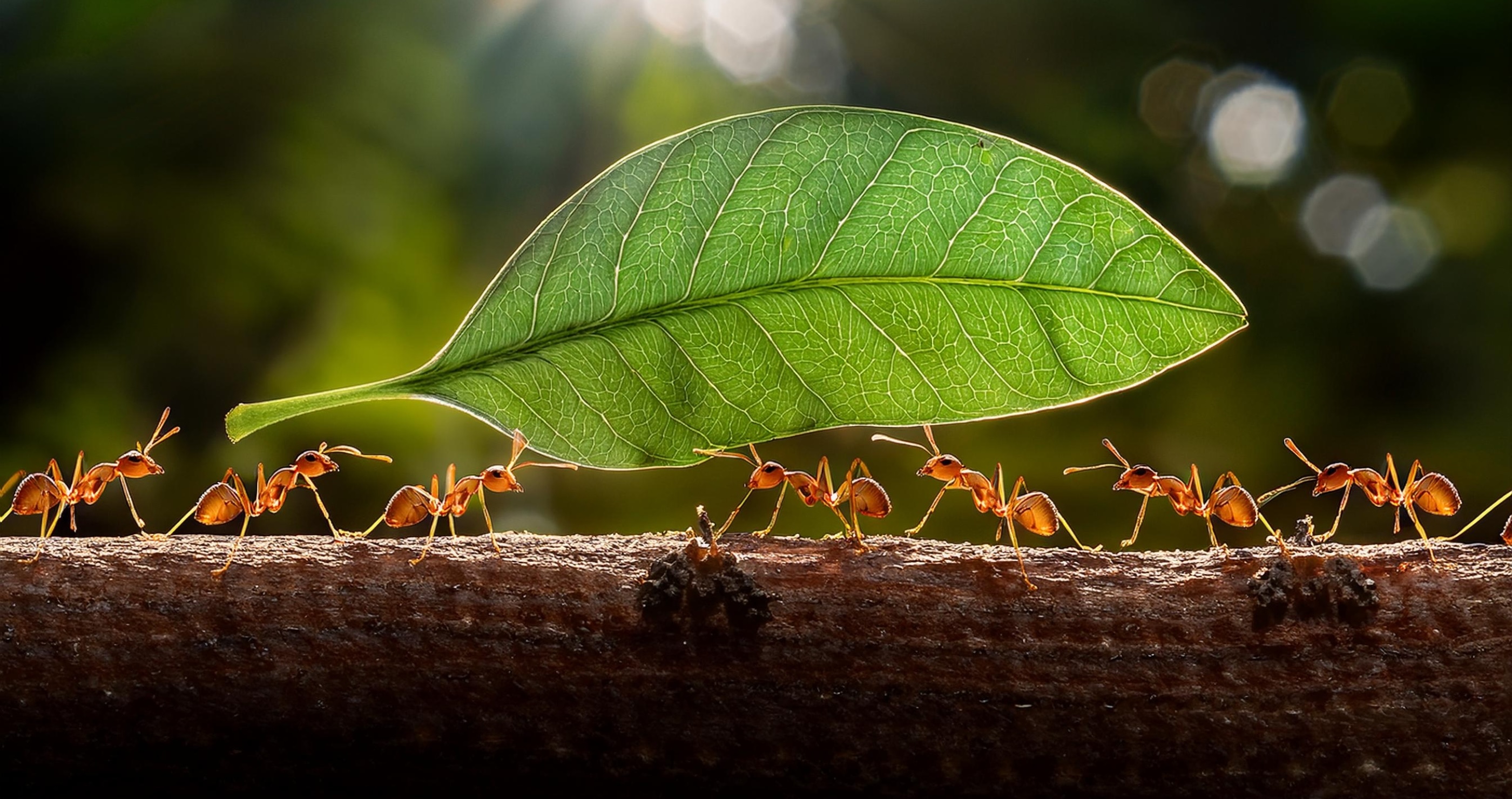 bugs you could eat to survive the wilderness ants