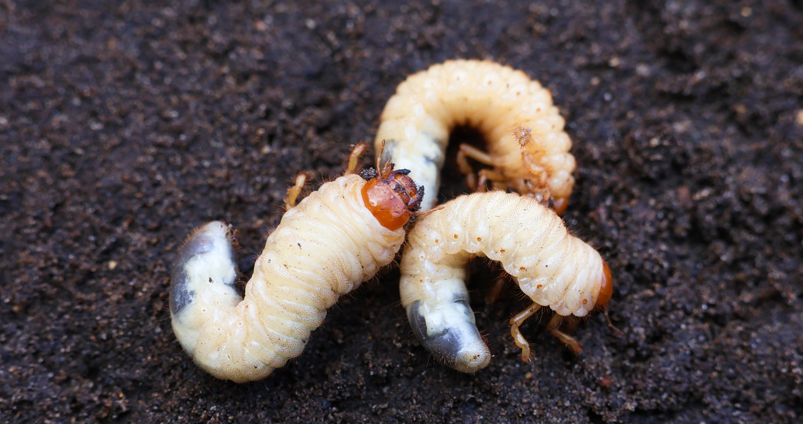 bugs you could eat to survive the wilderness grubs