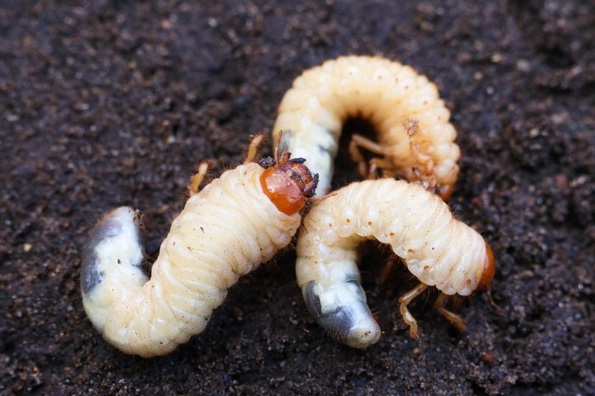 bugs you could eat to survive the wilderness grubs