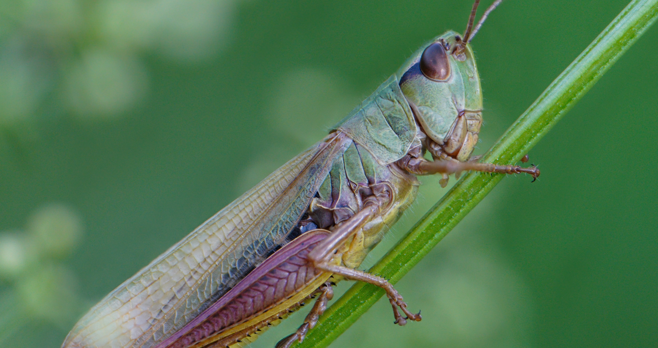bugs you could eat to survive the wilderness