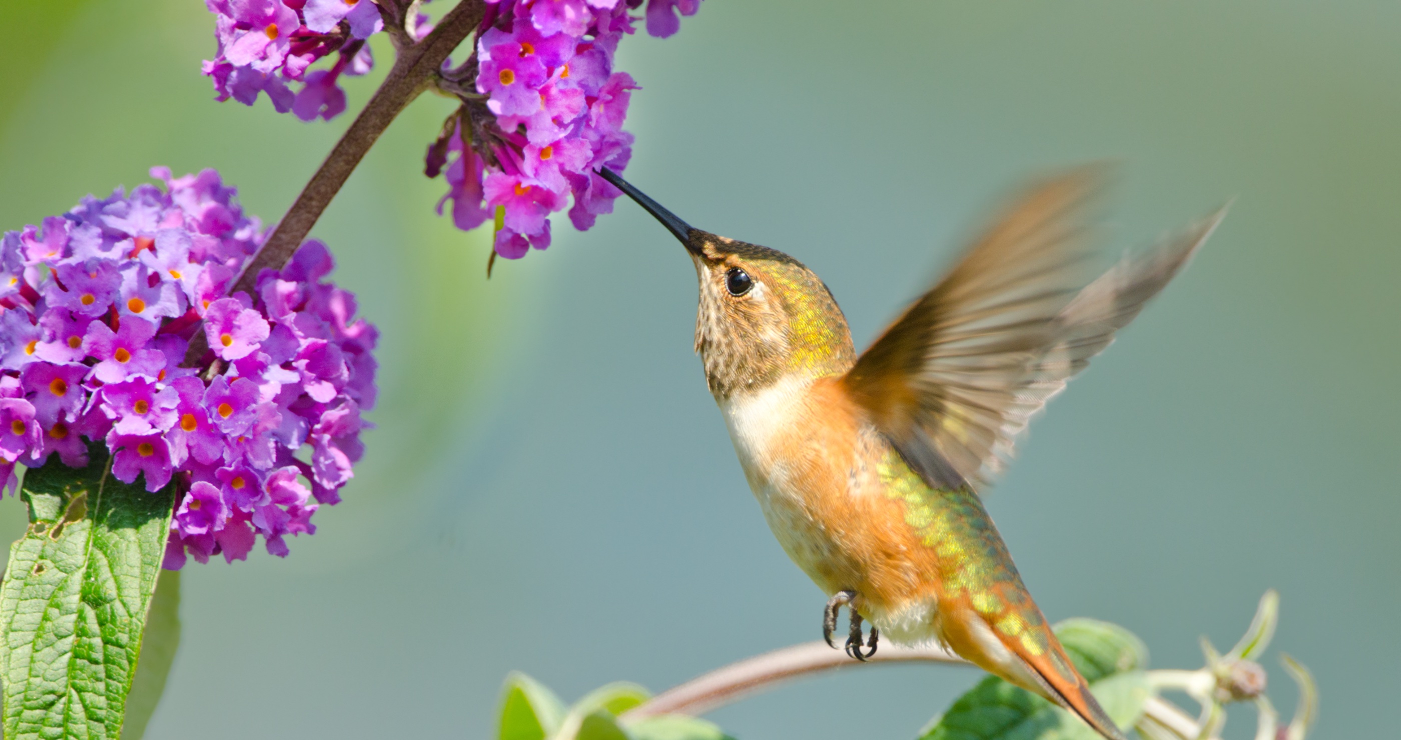 butterfly bush and hummingbird