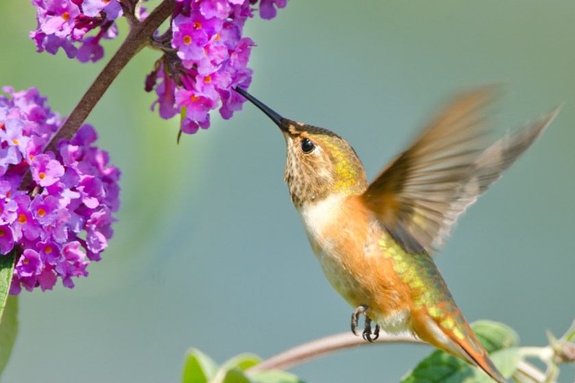 butterfly bush and hummingbird
