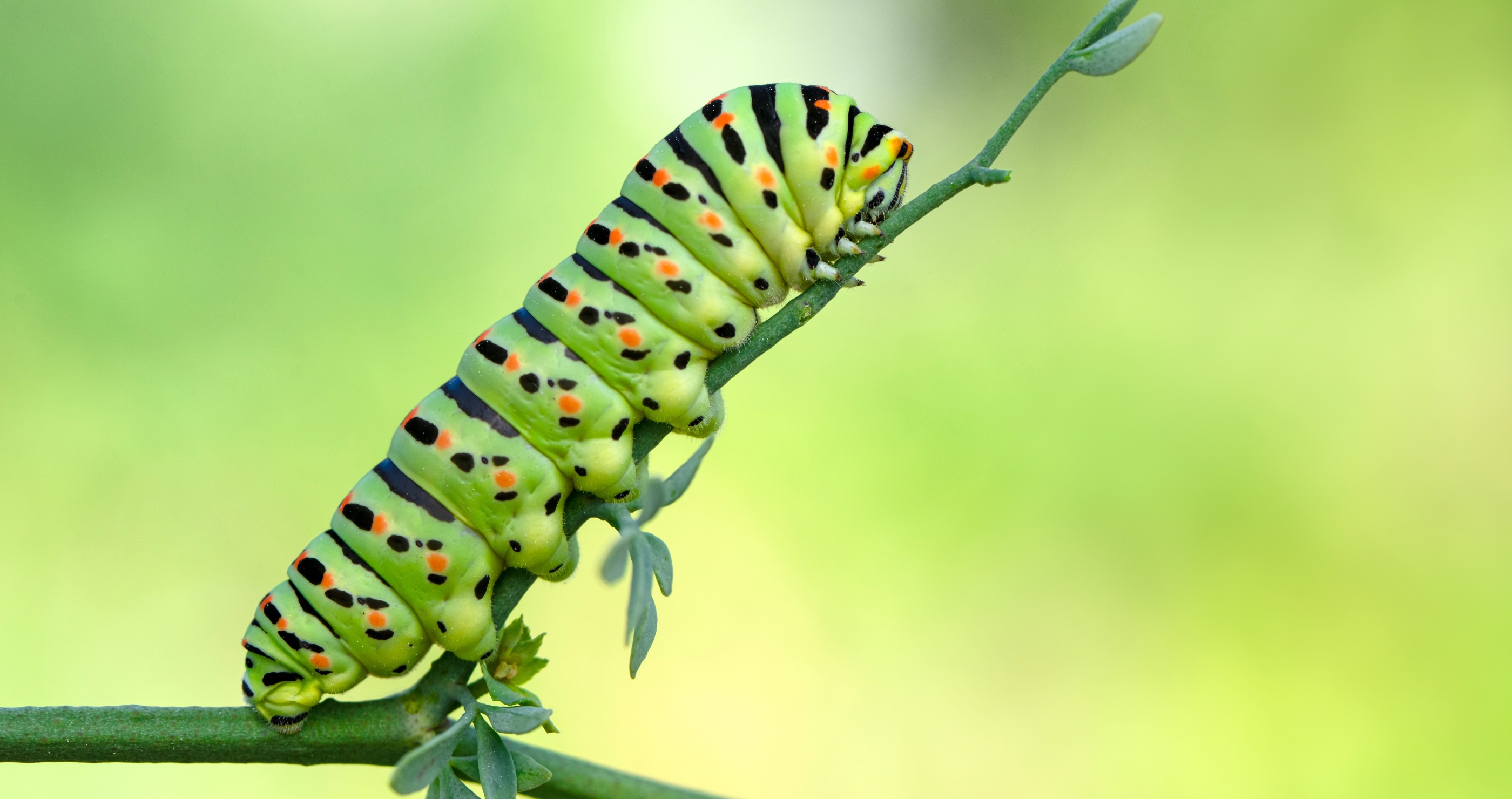 caterpillar on a twig