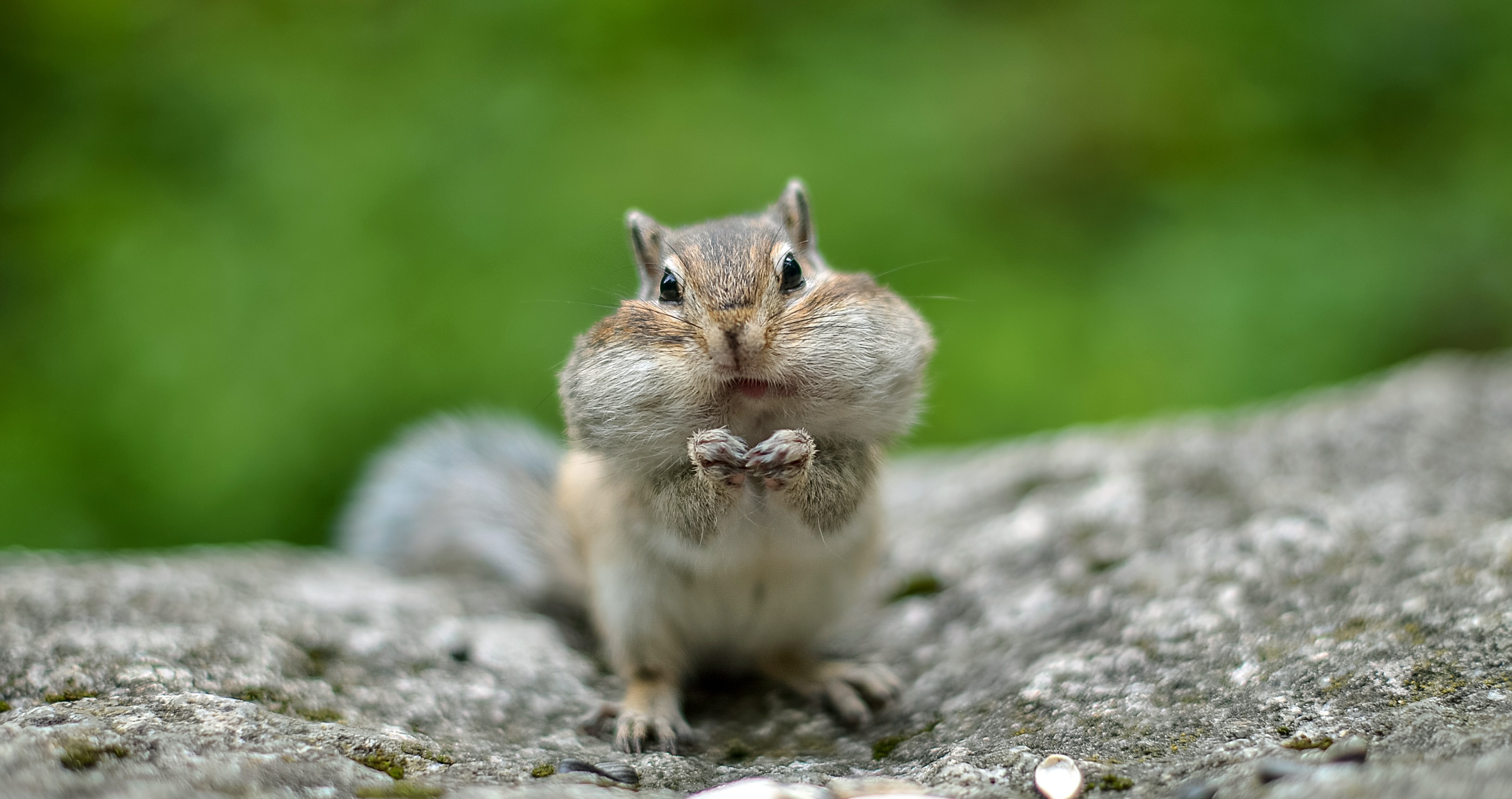 chipmunk with stuffed cheeks