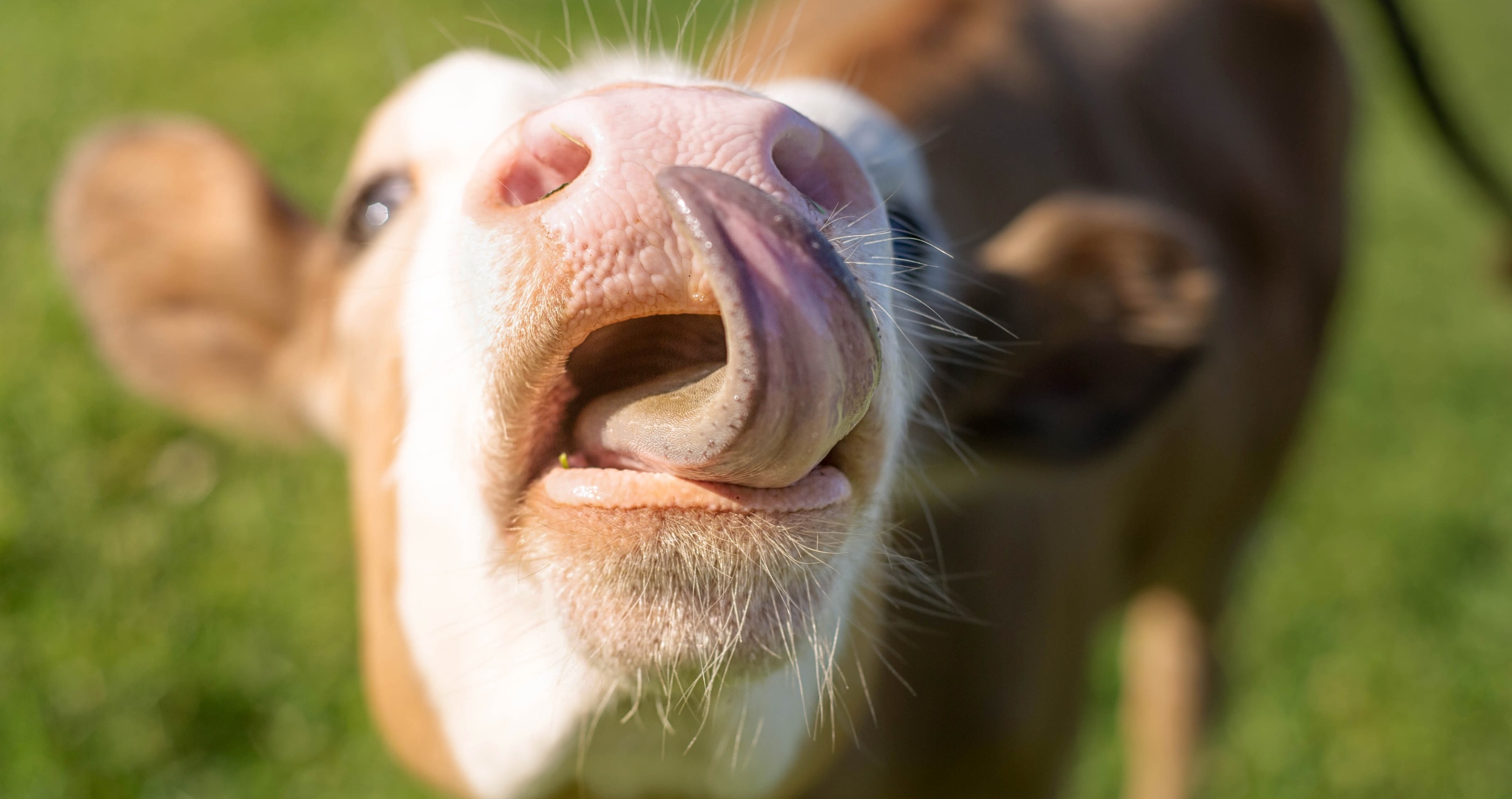 cow with tongue up nose