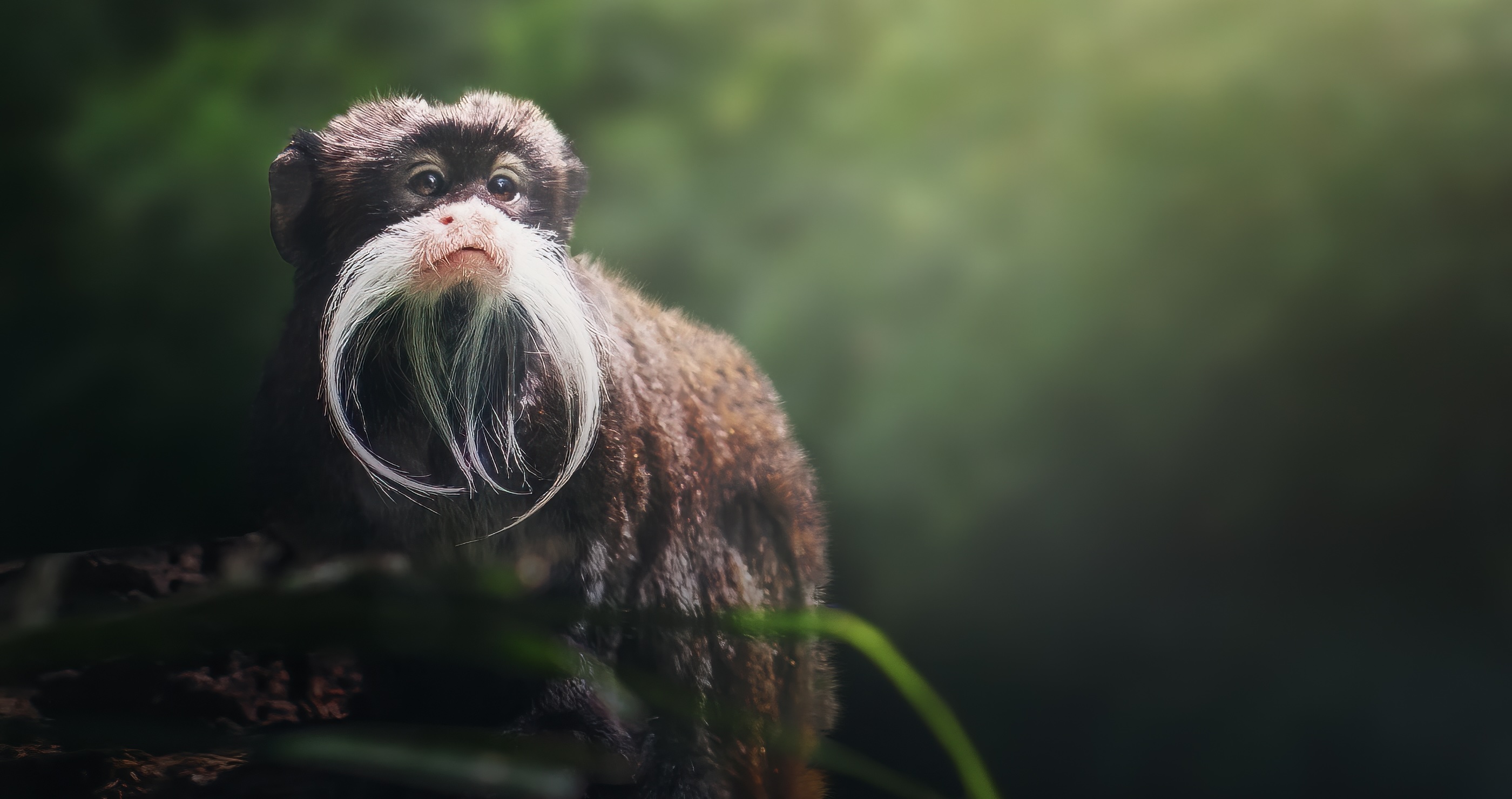 cutest animals in the world Bearded Tamarin Monkey&nbsp;