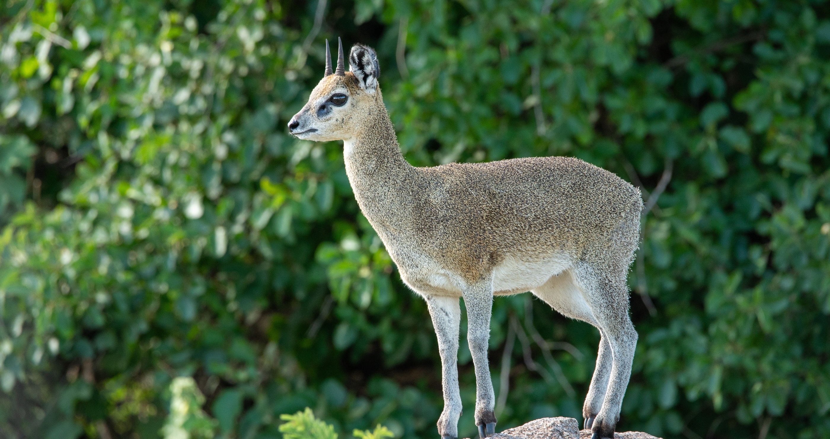 cutest animals in the world Dik Dik Deer&nbsp;