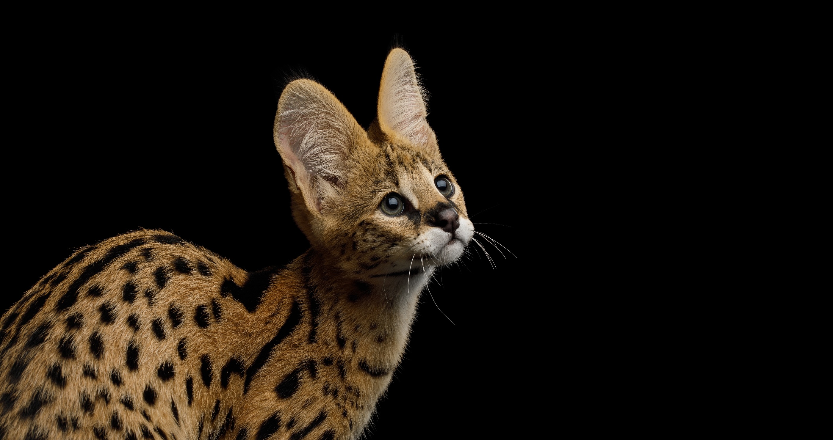 cutest animals in the world Serval&nbsp;