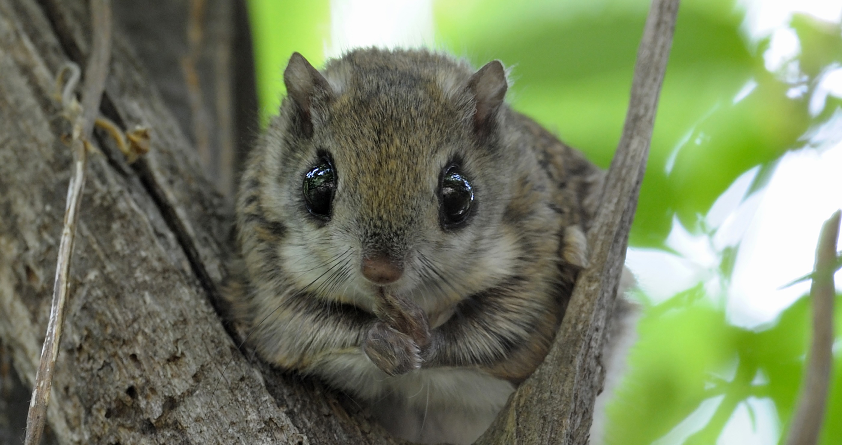 cutest animals in the world Siberian Flying Squirrel&nbsp;