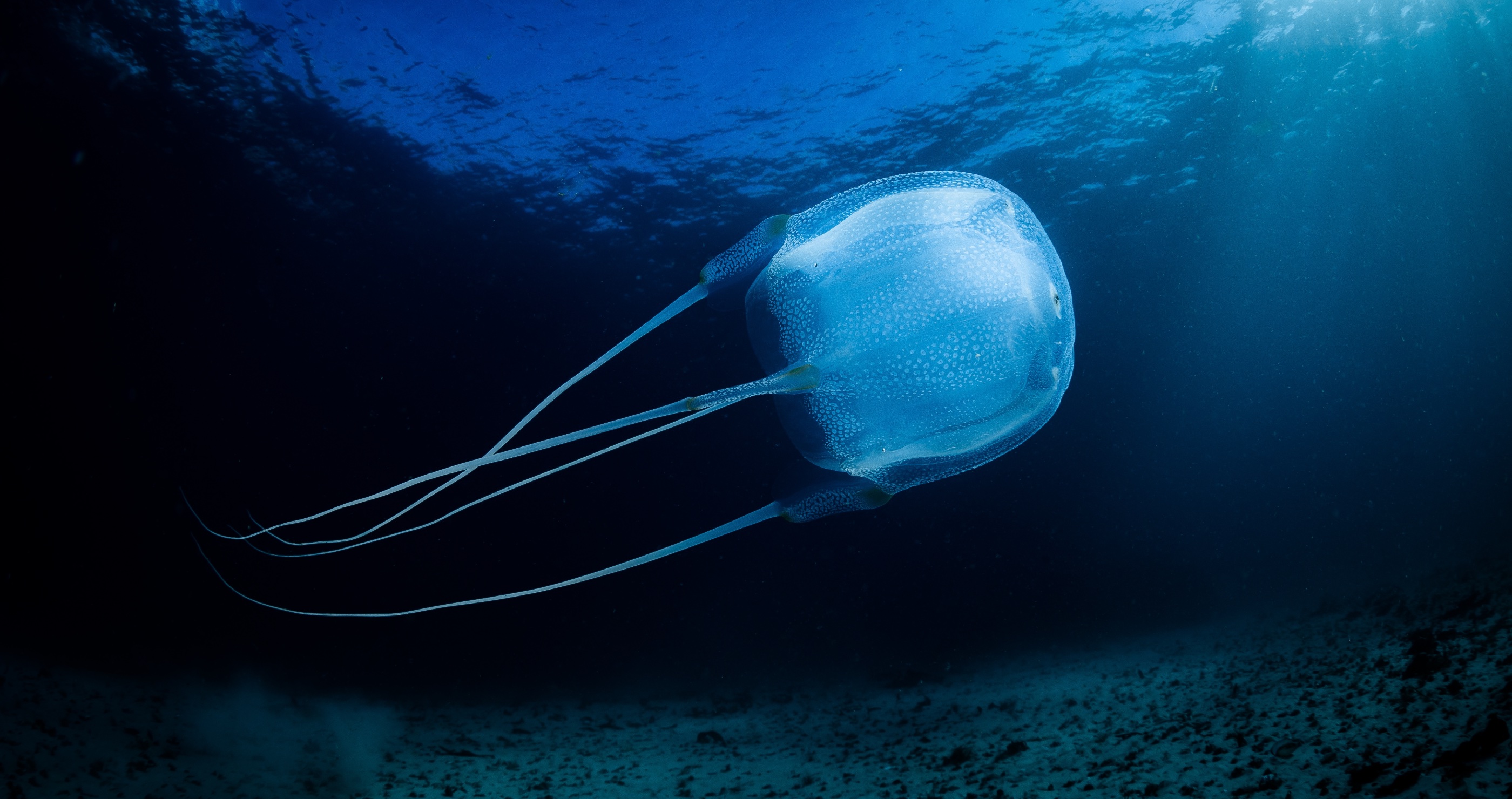 deadliest animals in Florida box jellyfish