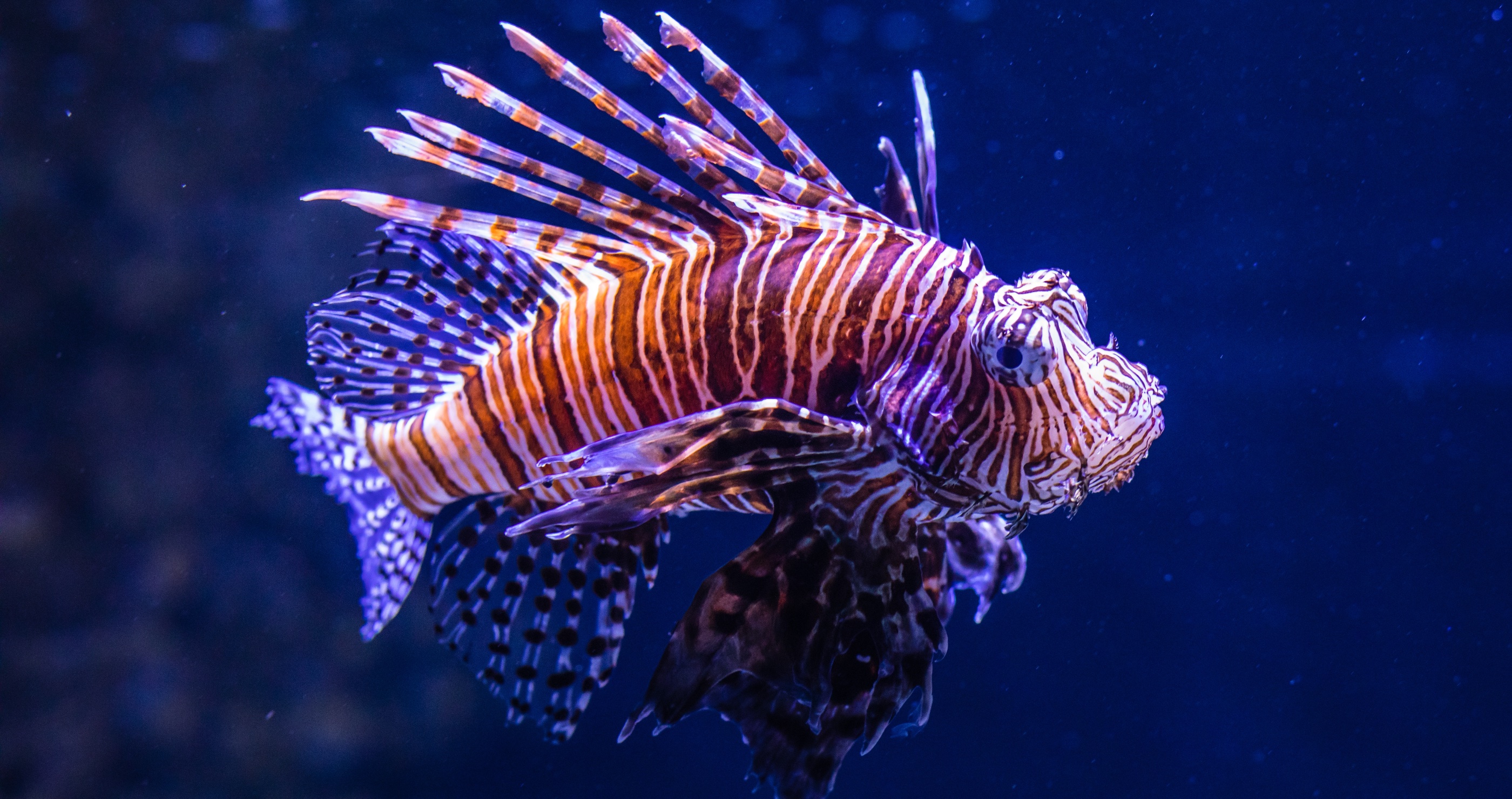 deadliest animals in Florida lionfish