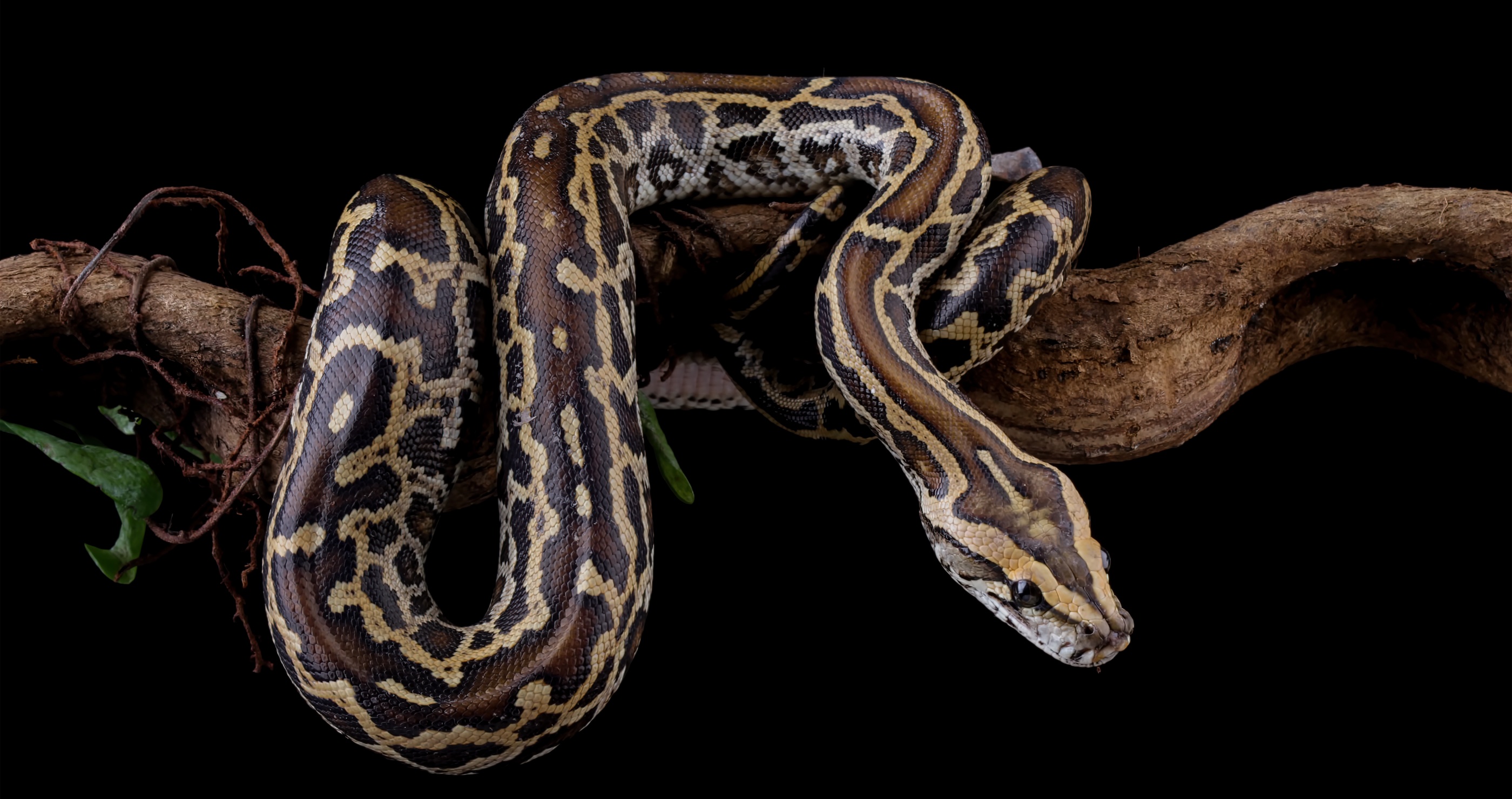 deadliest animals in Florida python