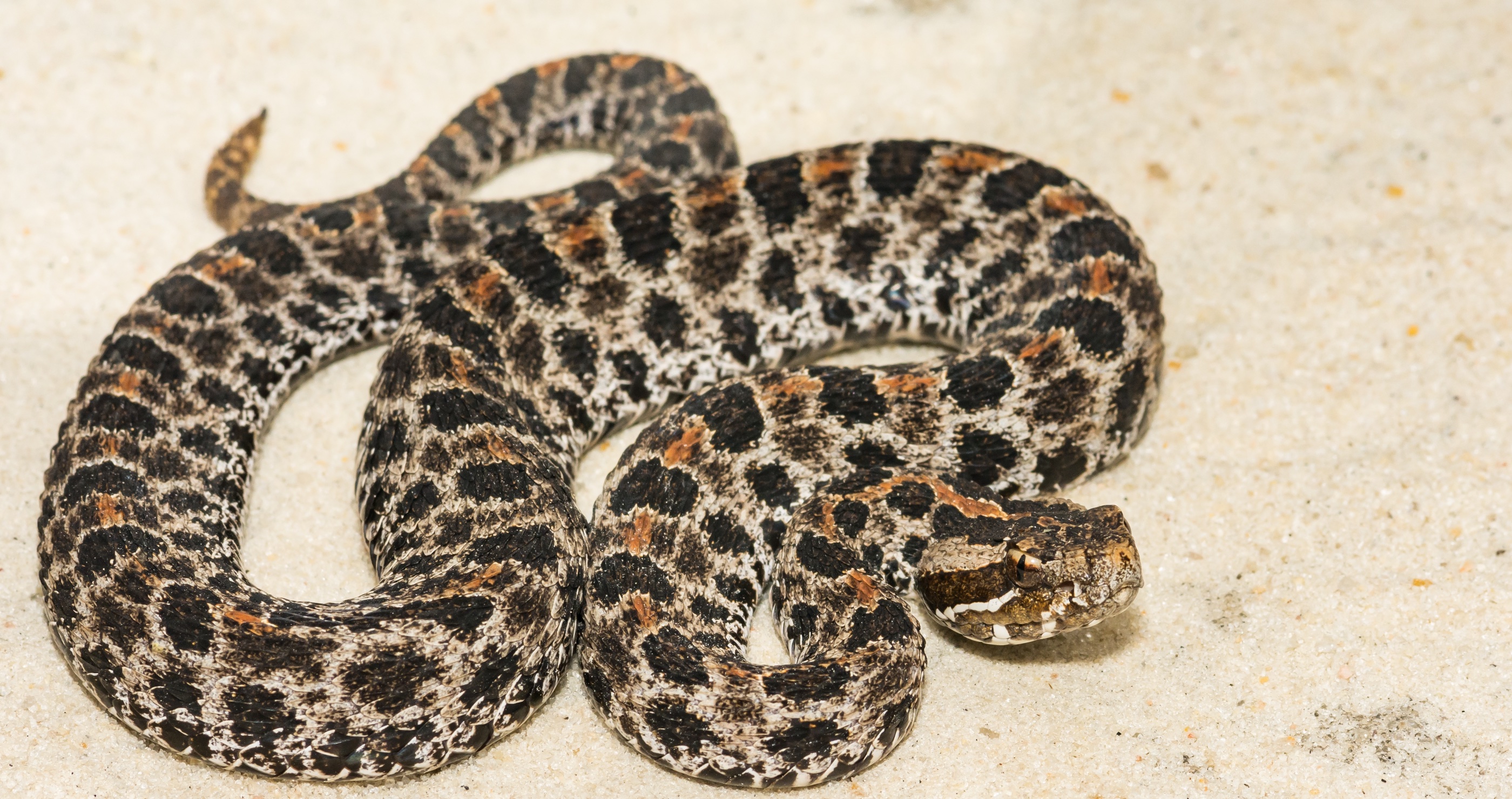 deadliest animals in Florida rattlesnake