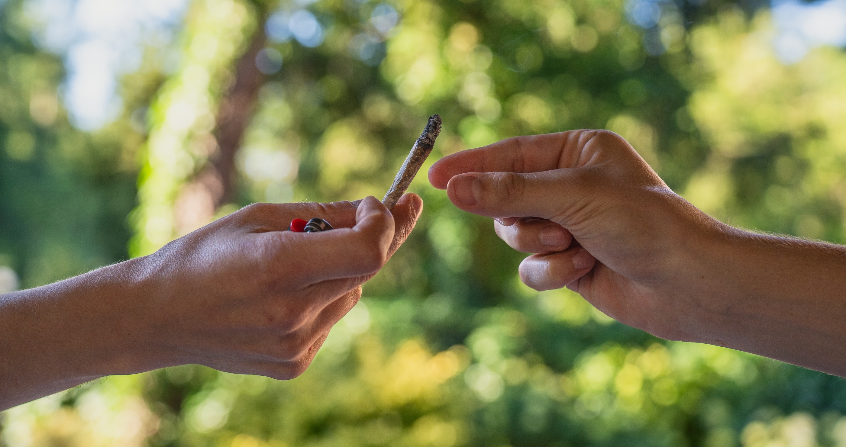 don't land this felony charge in Yellowstone by smoking pot