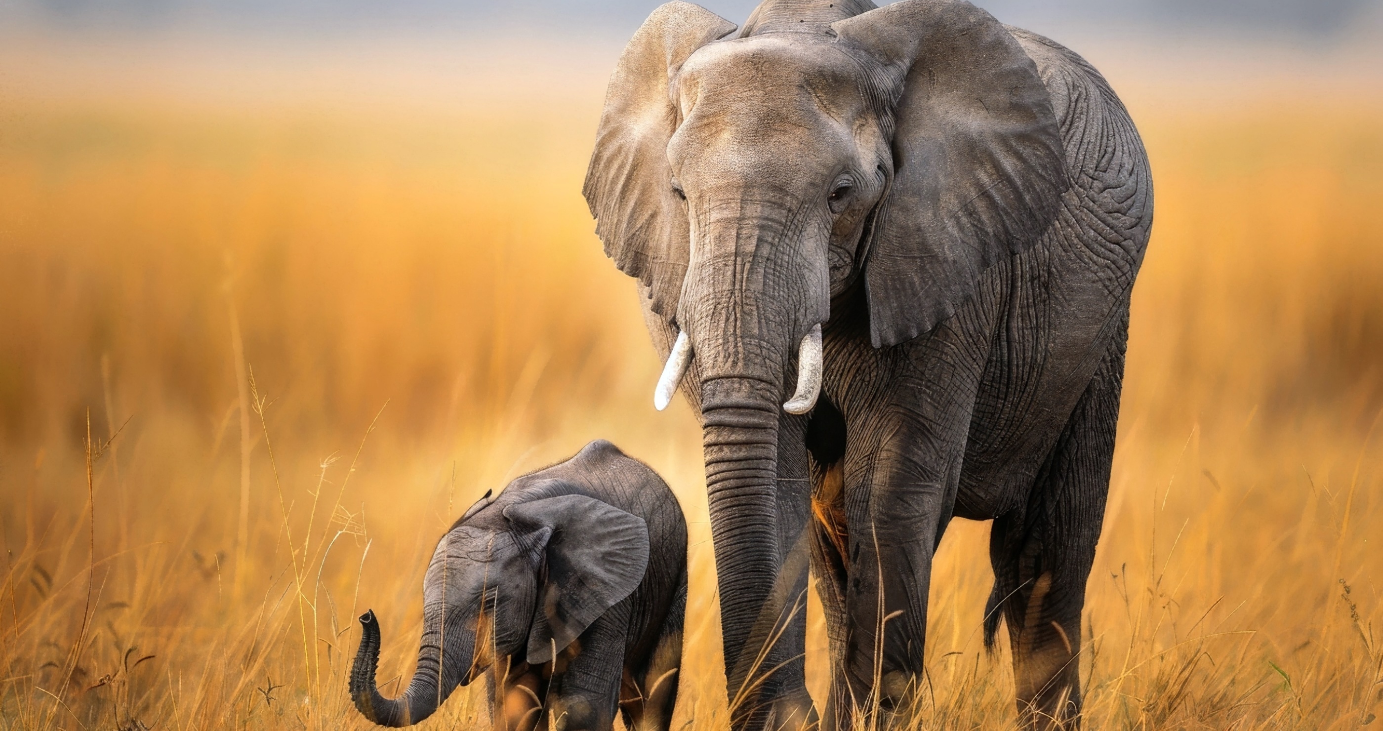 elephants are immune to cancer for the most part