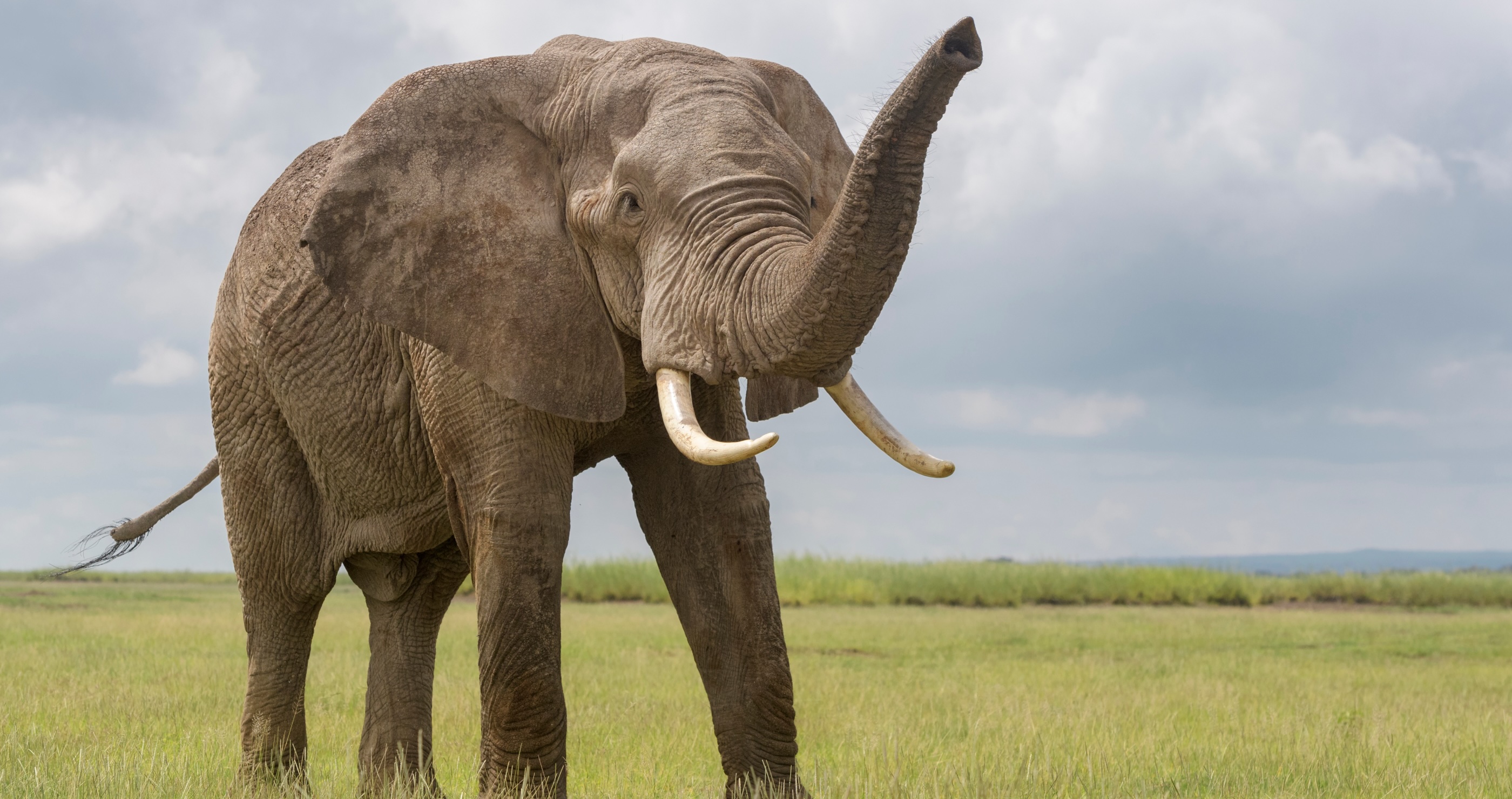 elephants have an incredible sense of smell