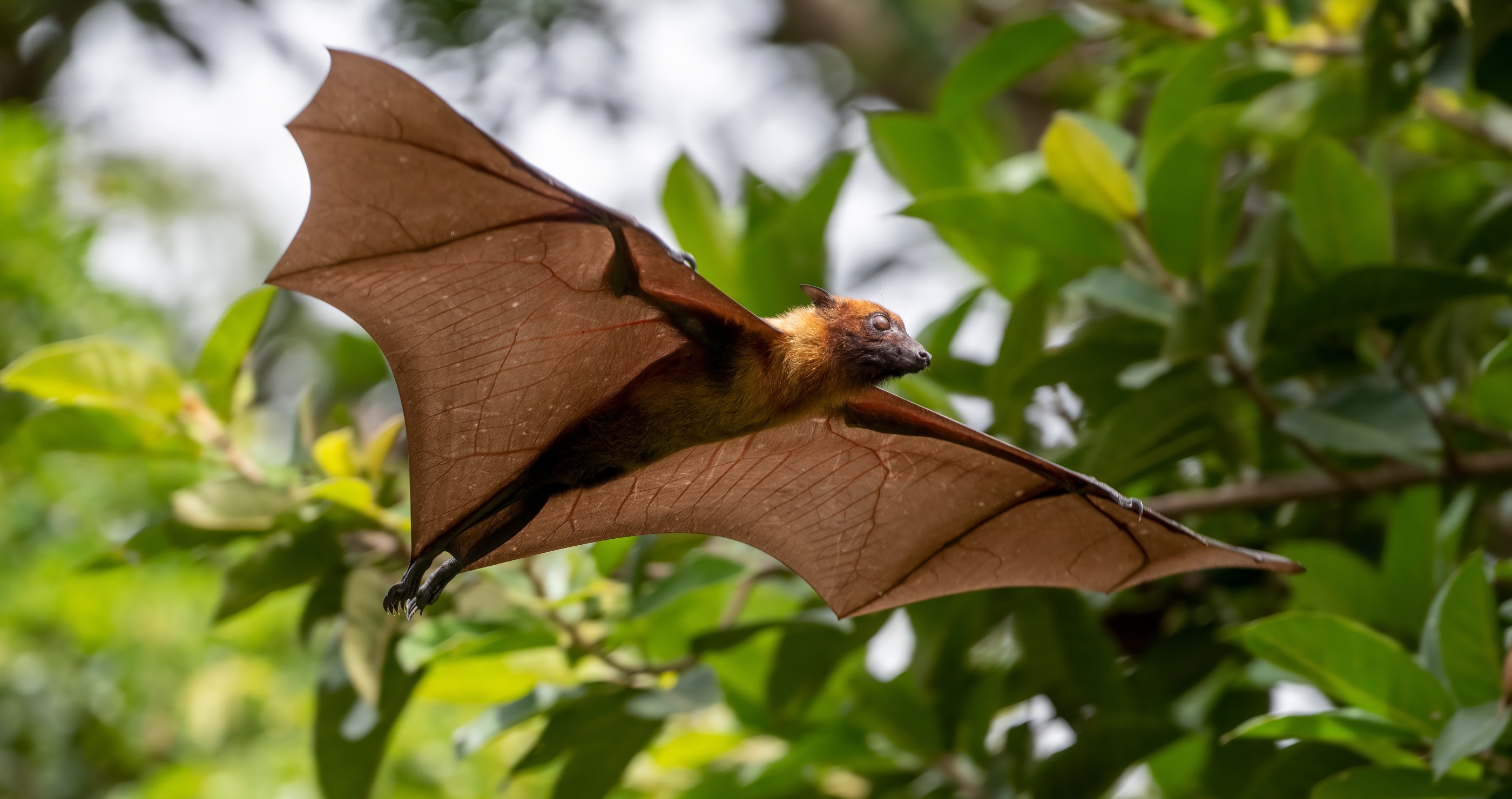 flying fox bat