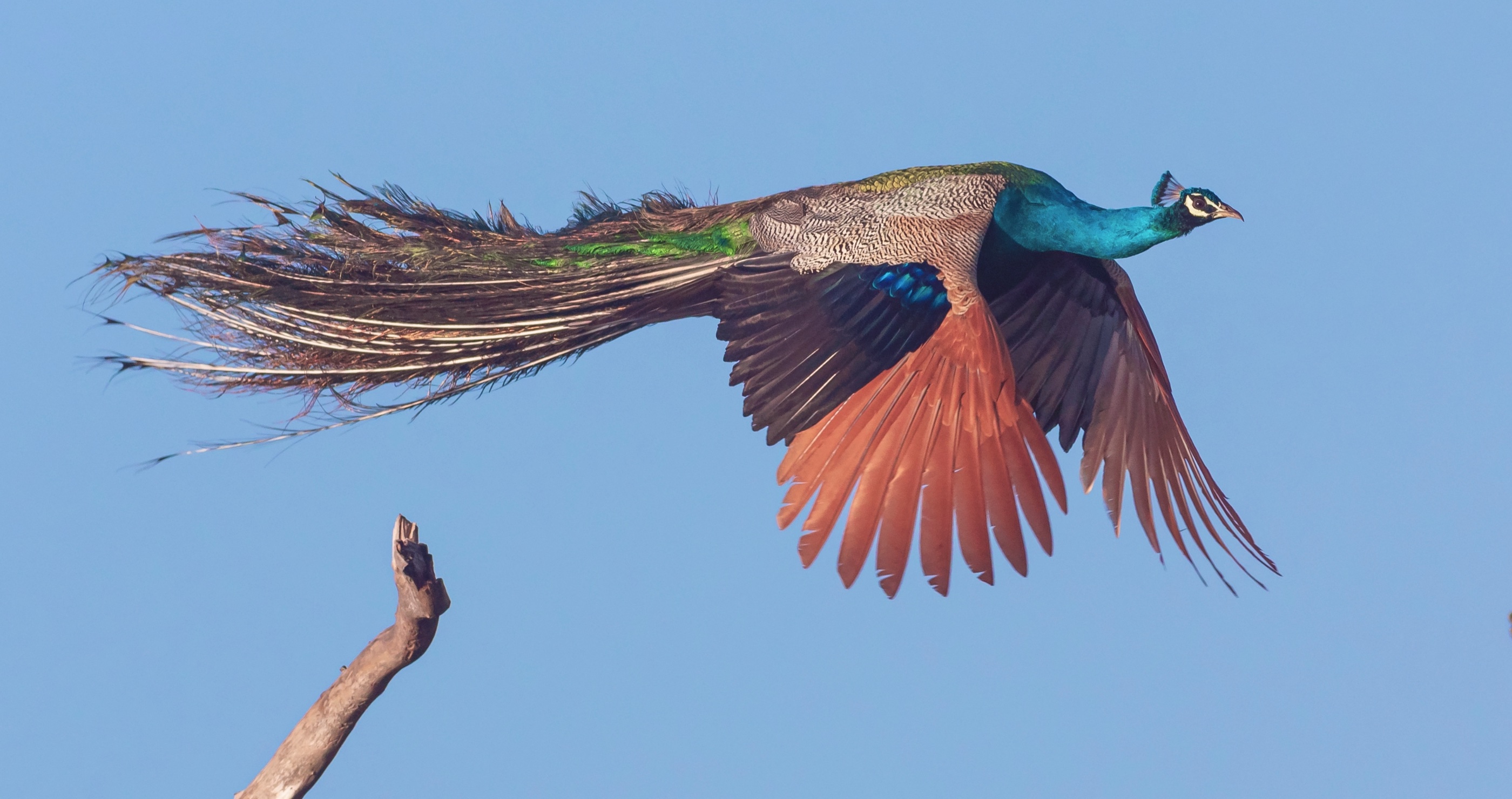 flying peacock