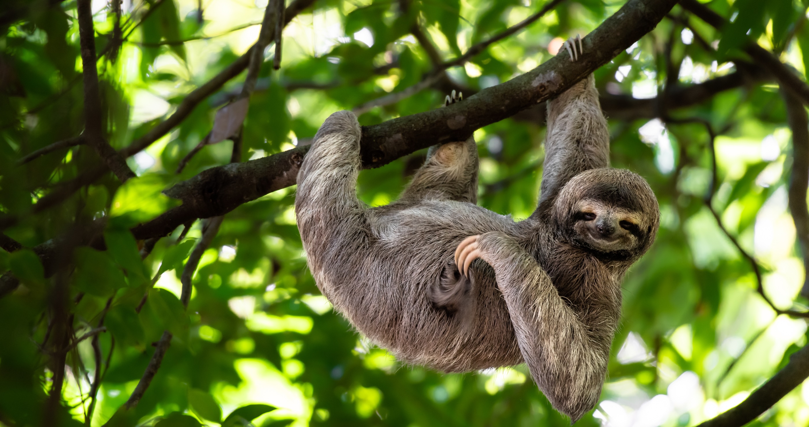 four things I bet you didn't know about sloths
