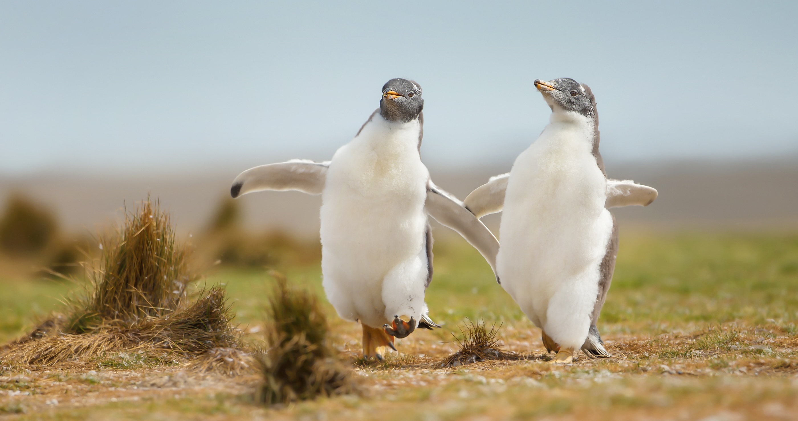 funny animal photos penguins
