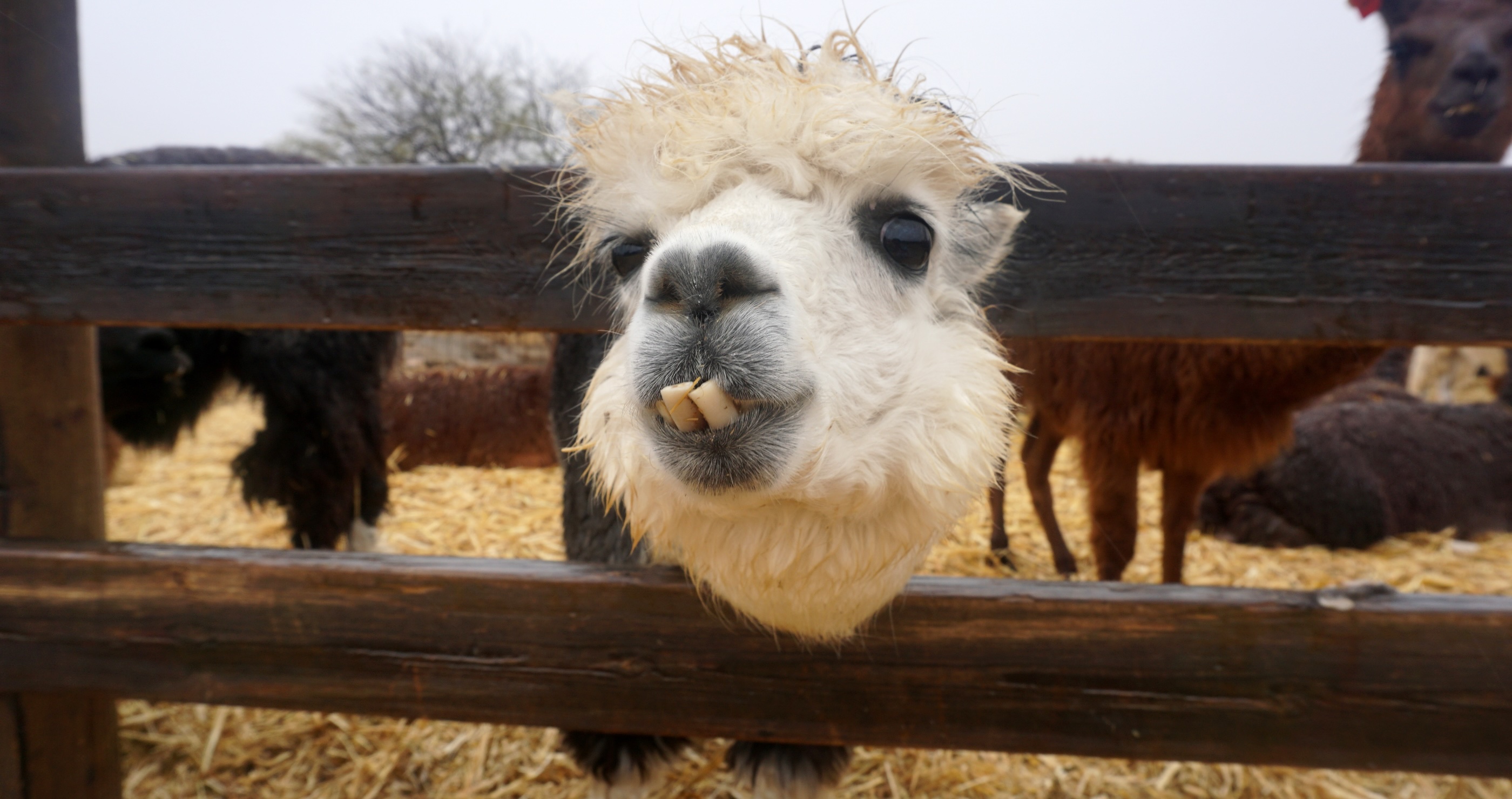 funny animal pictures alpaca