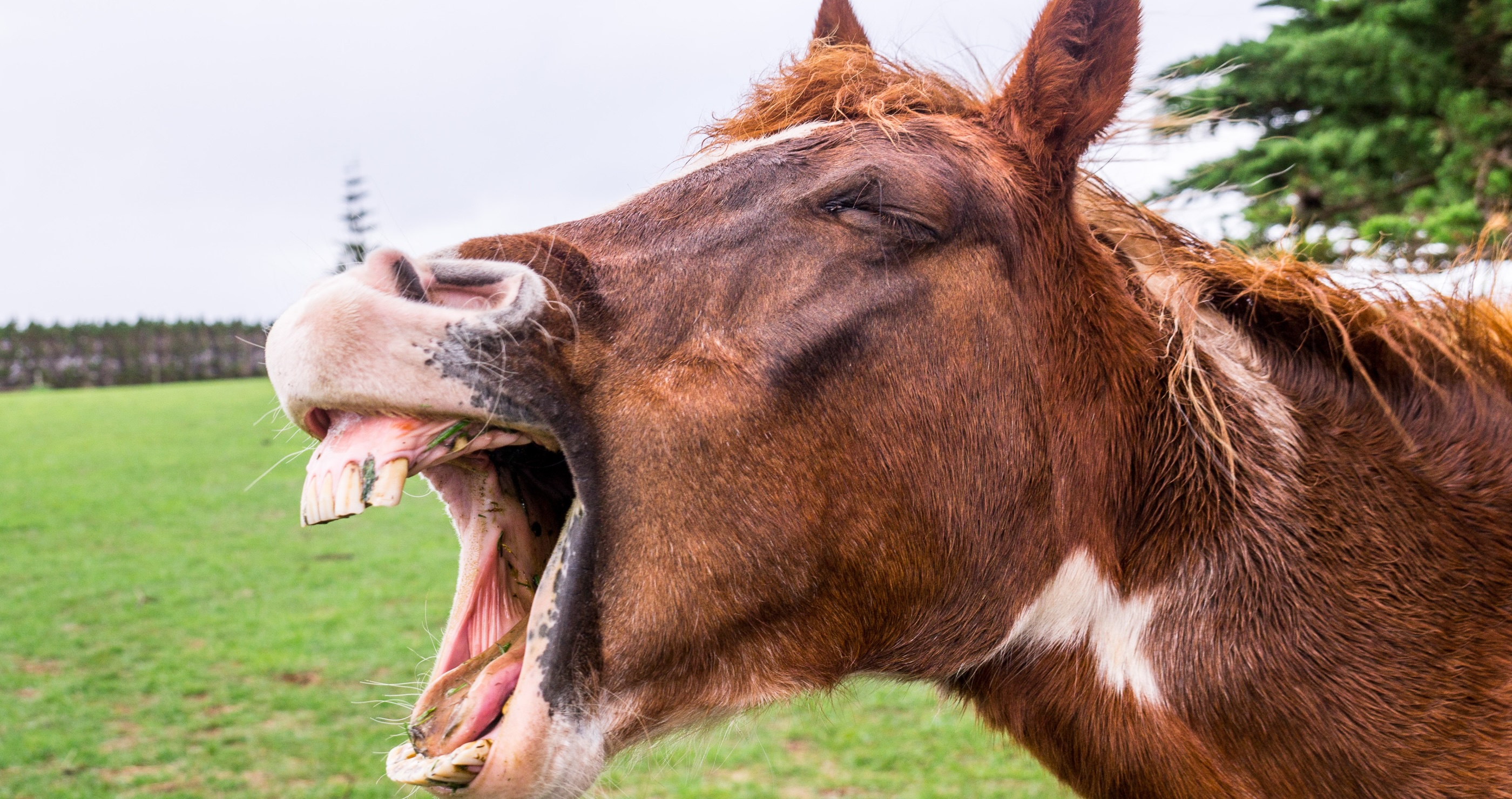 funny animal pictures horse