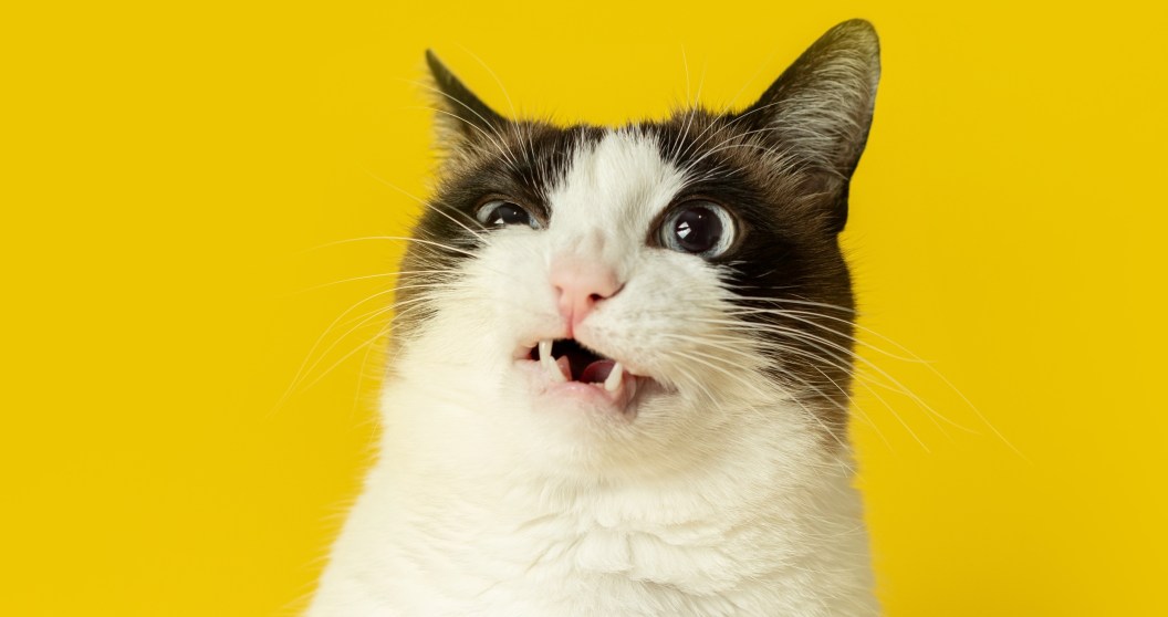 funny animal pictures that are sure to make you laugh