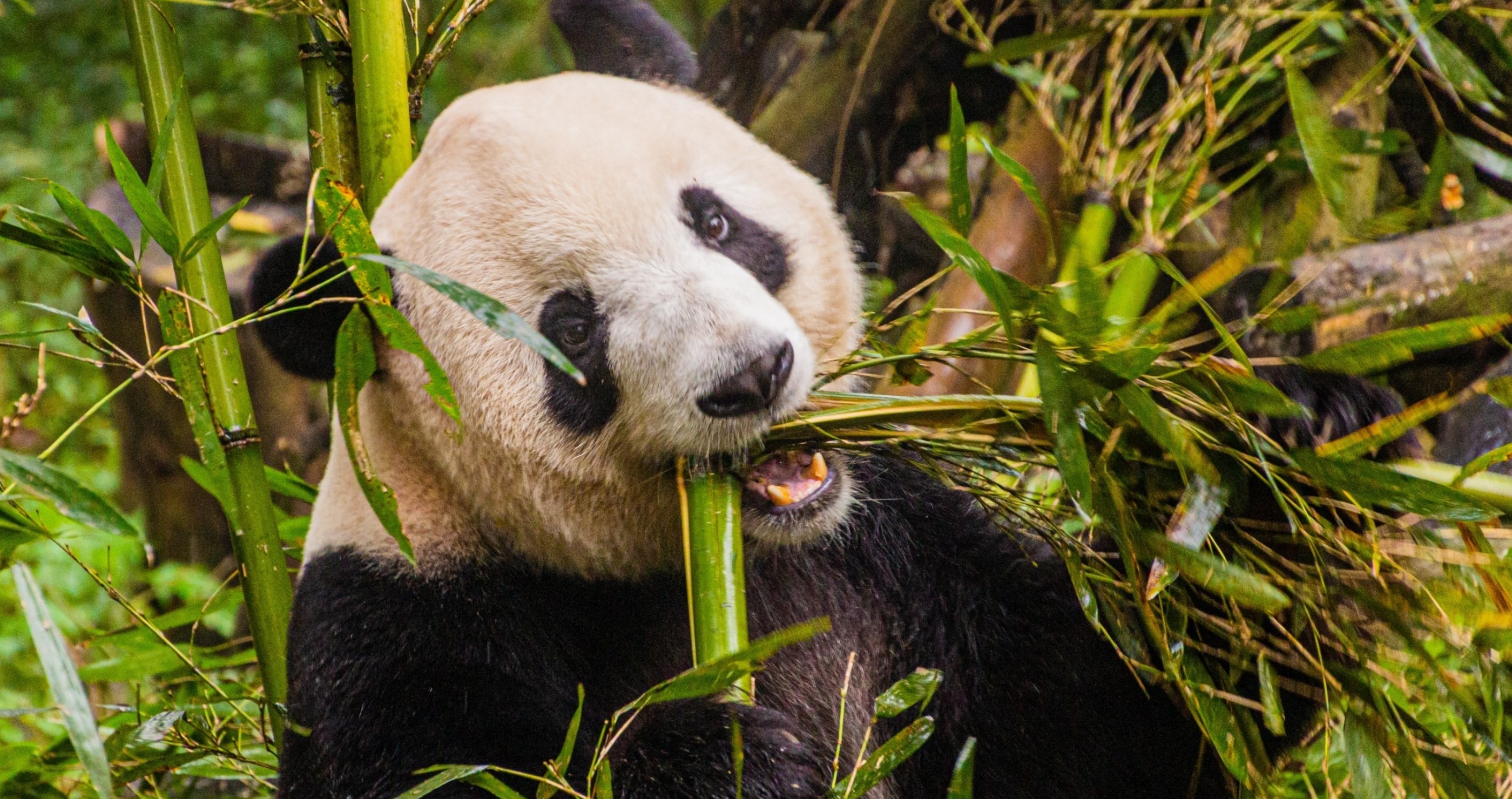 giant panda